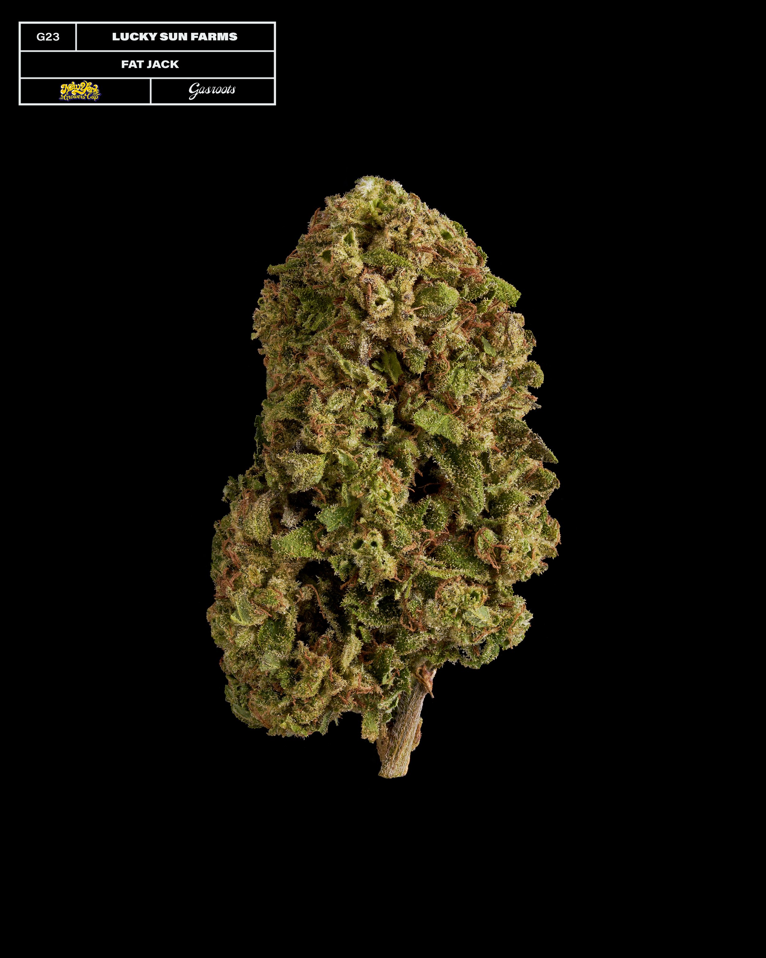 20231104_Gasroots_NYGrowersCup_G23_LuckySunFarms_FatJack_Infographic.jpg