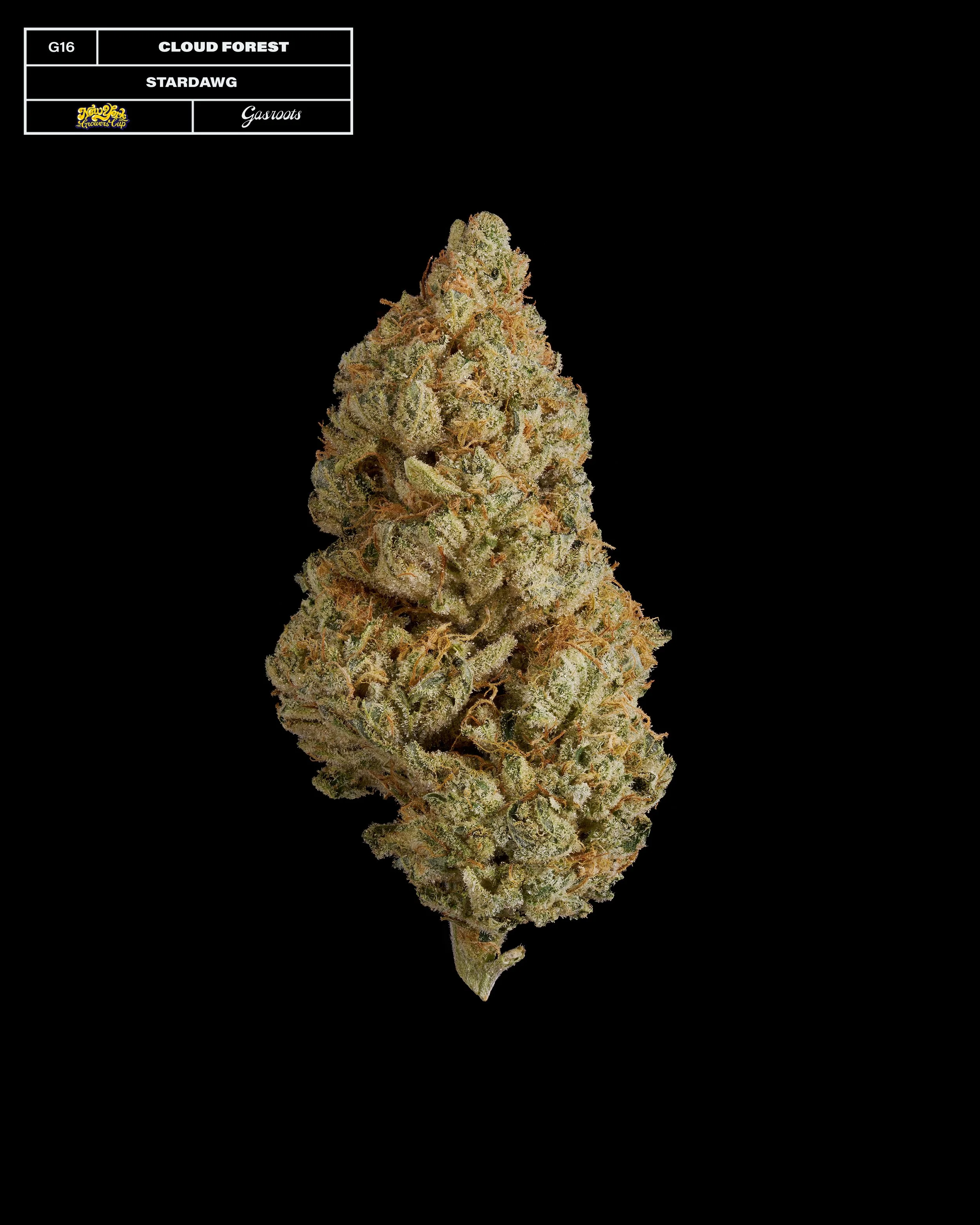 20231104_Gasroots_NYGrowersCup_G16_CloudForest_Stardawg_Infographic.jpg