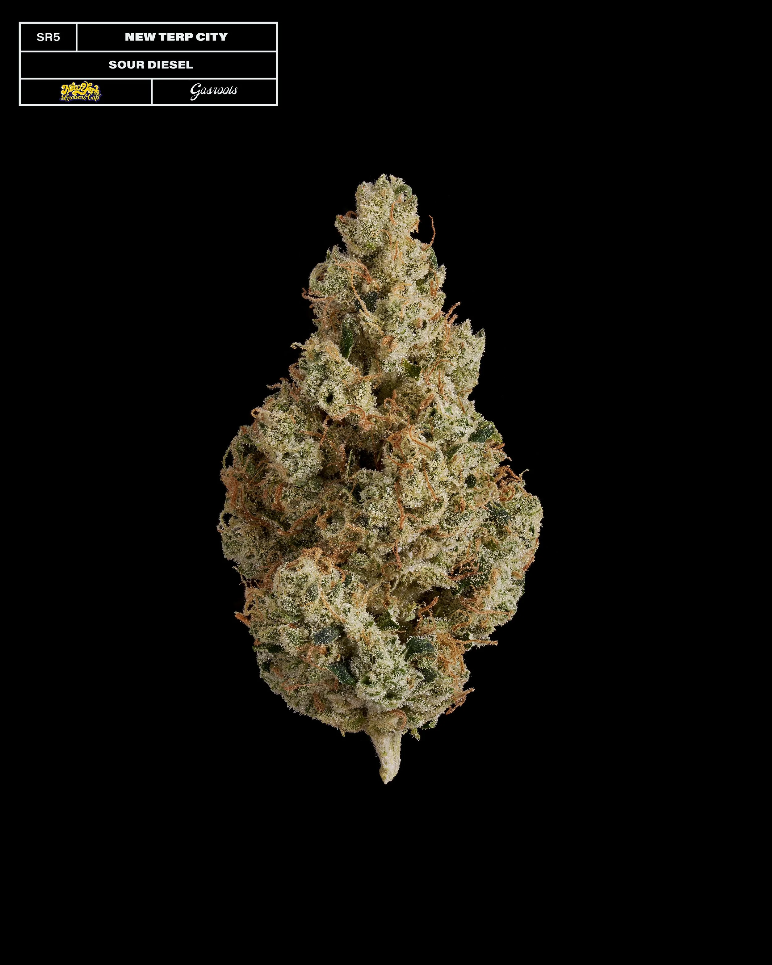 20231104_Gasroots_NYGrowersCup_SR5_NewTerpCity_SourDiesel_Infographic.jpg