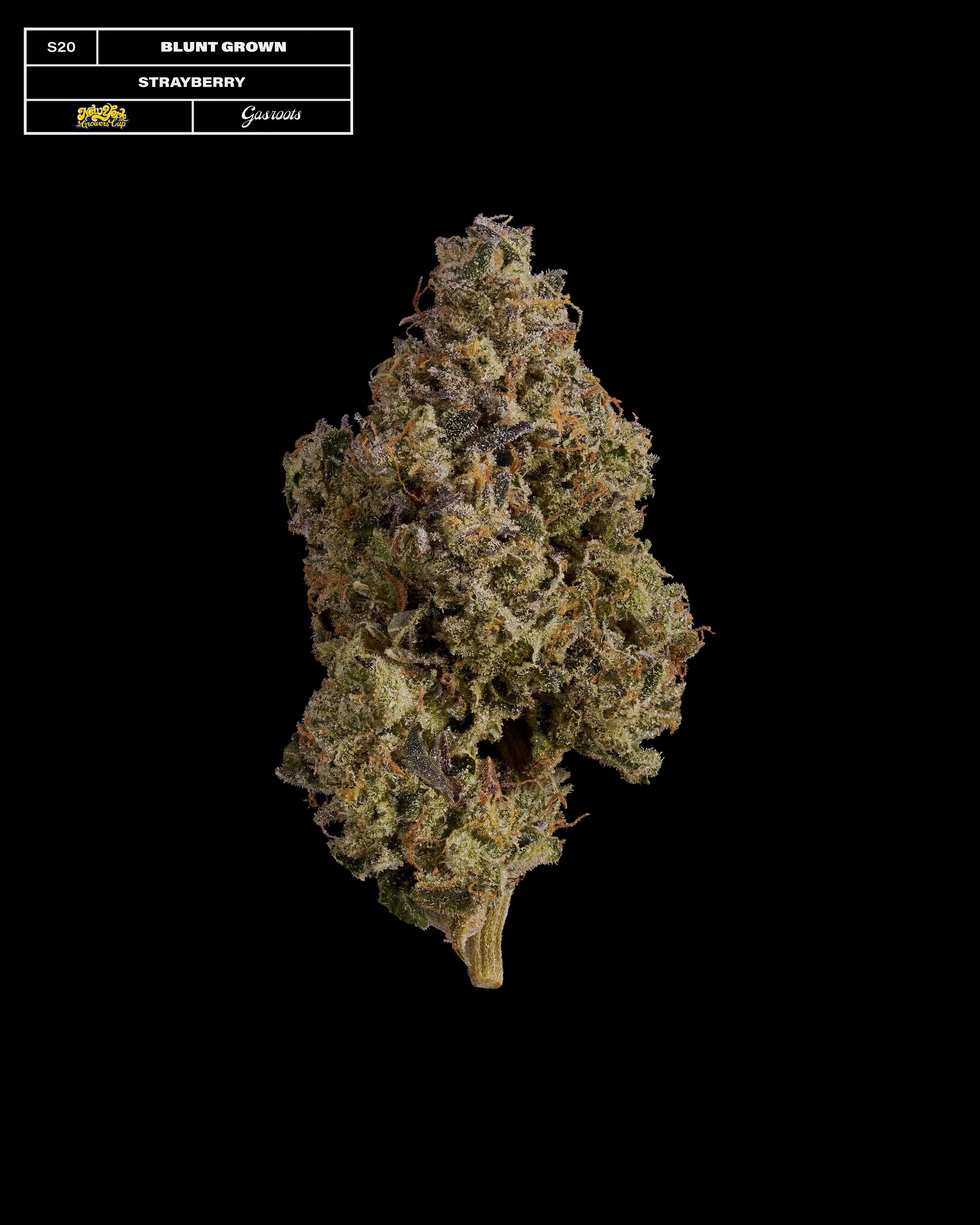 20231104_Gasroots_NYGrowersCup_S20_Bluntgrown_Strayberry_Infographic.jpg