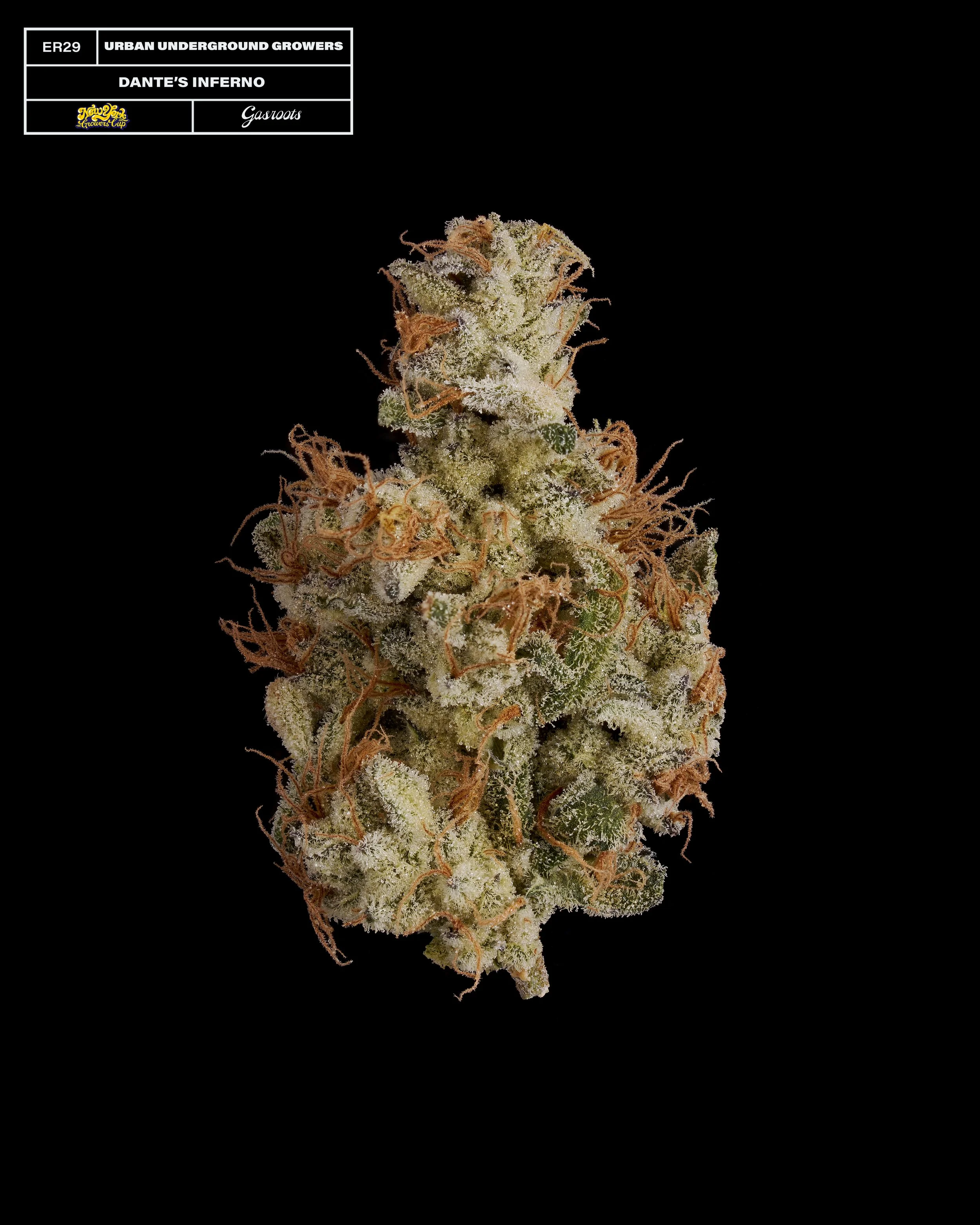 20231104_Gasroots_NYGrowersCup_ER29_UrbanUndergroundGrowers_DantesInferno_Infographic.jpg