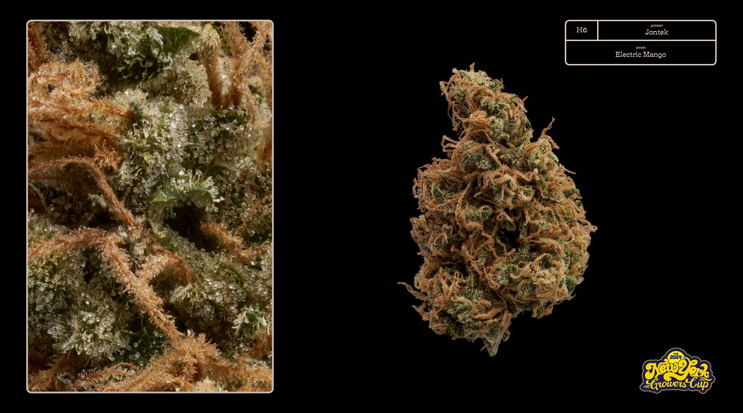 2024_NYGC_Slideshow-Entries_H6_ Jontek – “Electric Mango” .jpg