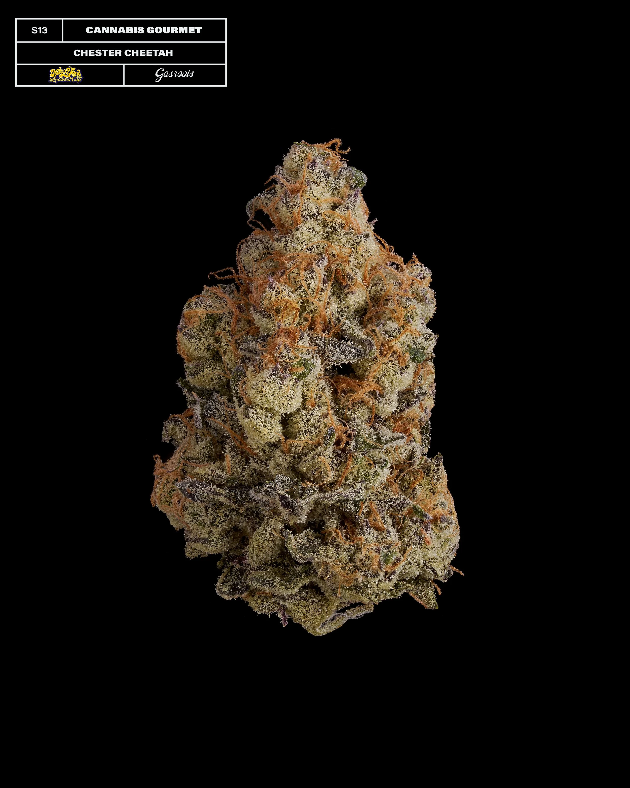 20231104_Gasroots_NYGrowersCup_S13_CannabisGourmet_ChesterCheetah_Infographic.jpg