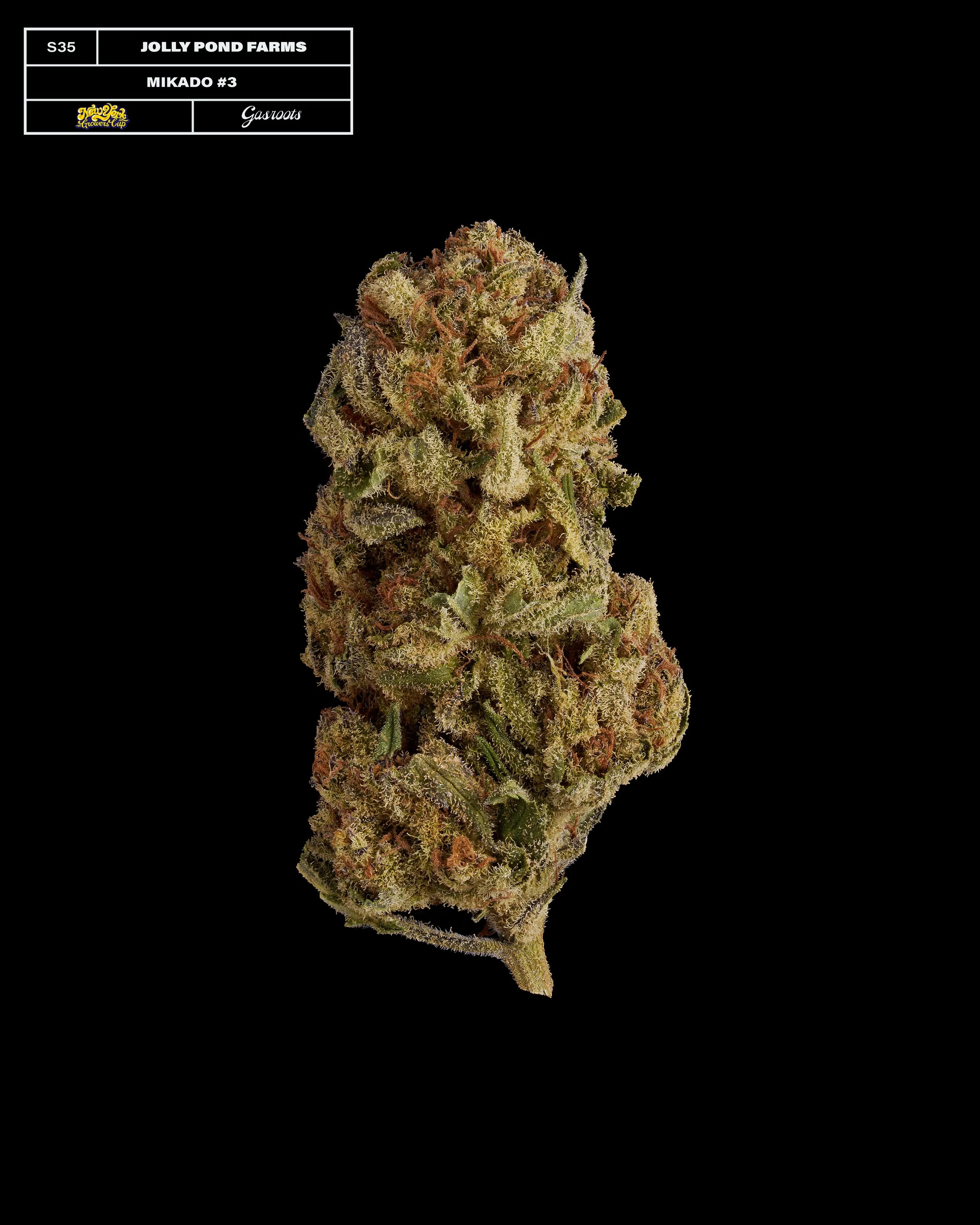20231104_Gasroots_NYGrowersCup_S35_JollyPondFarms_Mikado4_Infographic.jpg