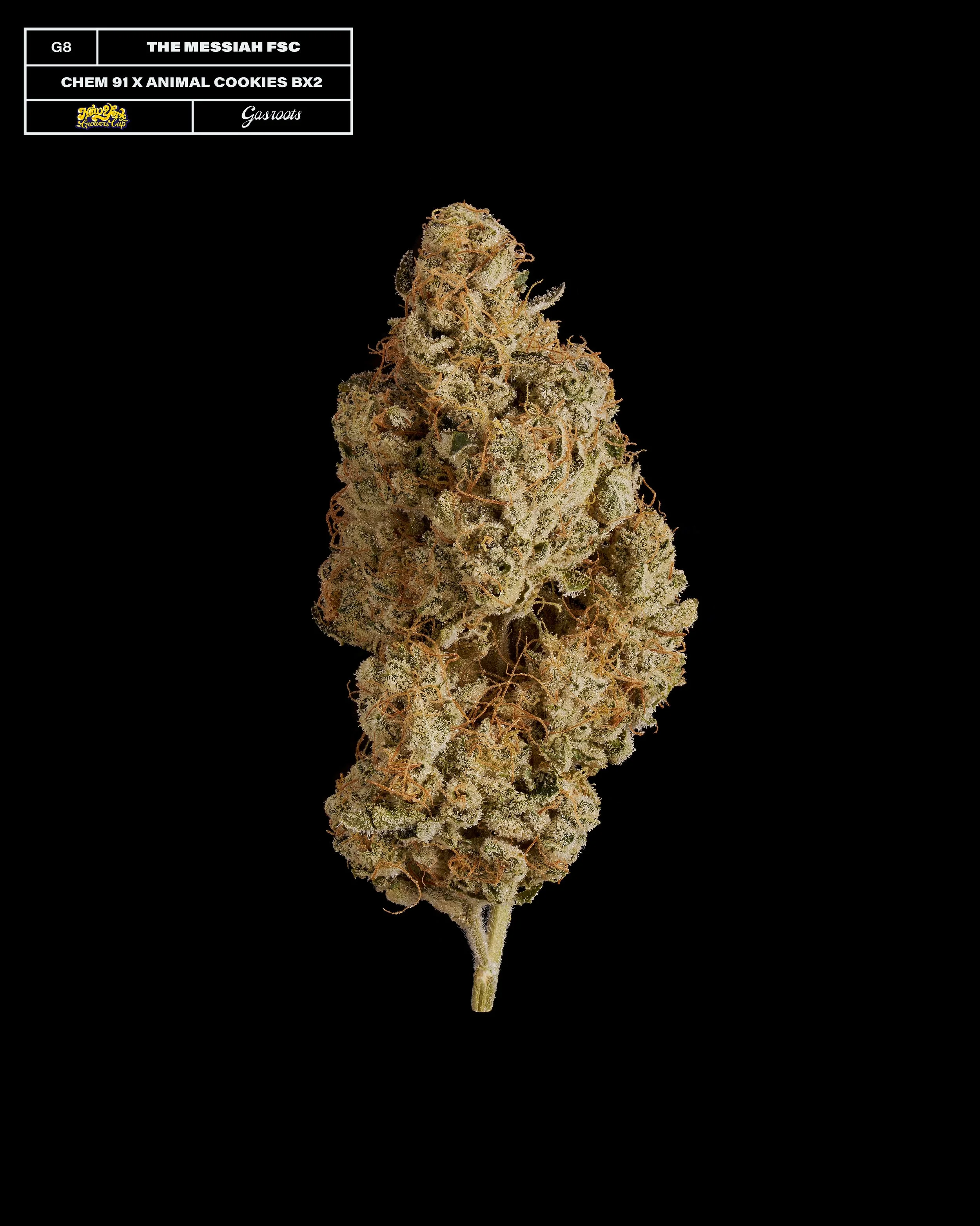 20231104_Gasroots_NYGrowersCup_G8_TheMessiahFSC_Chem91XAnimalCookiesBX2_Infographic.jpg