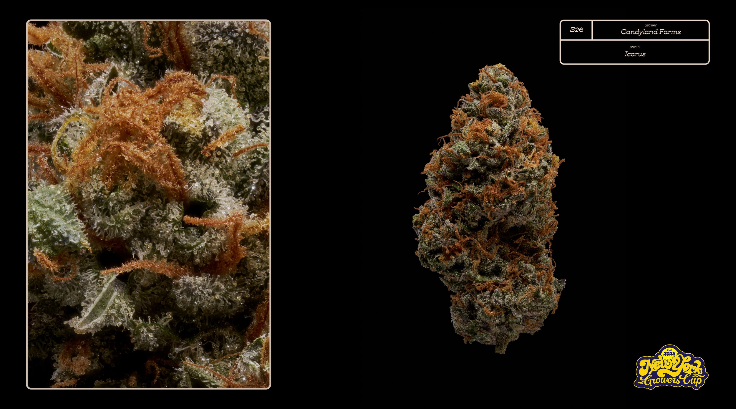 2024_NYGC_Slideshow-Entries_S26_ Candyland Farms – “Icarus”%0A.jpg