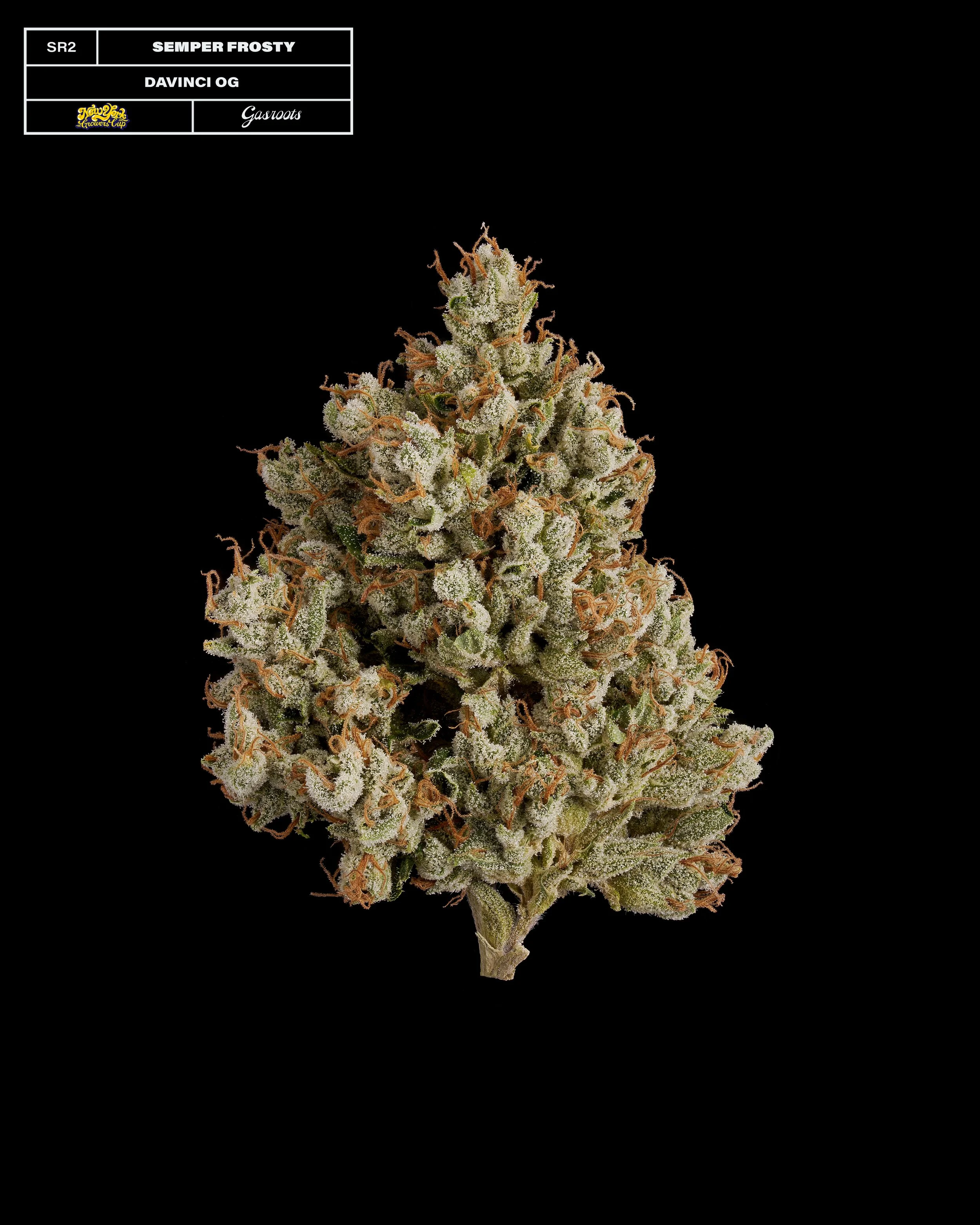 20231104_Gasroots_NYGrowersCup_SR2_SemperFrosty_DavinciOG_Infographic.jpg
