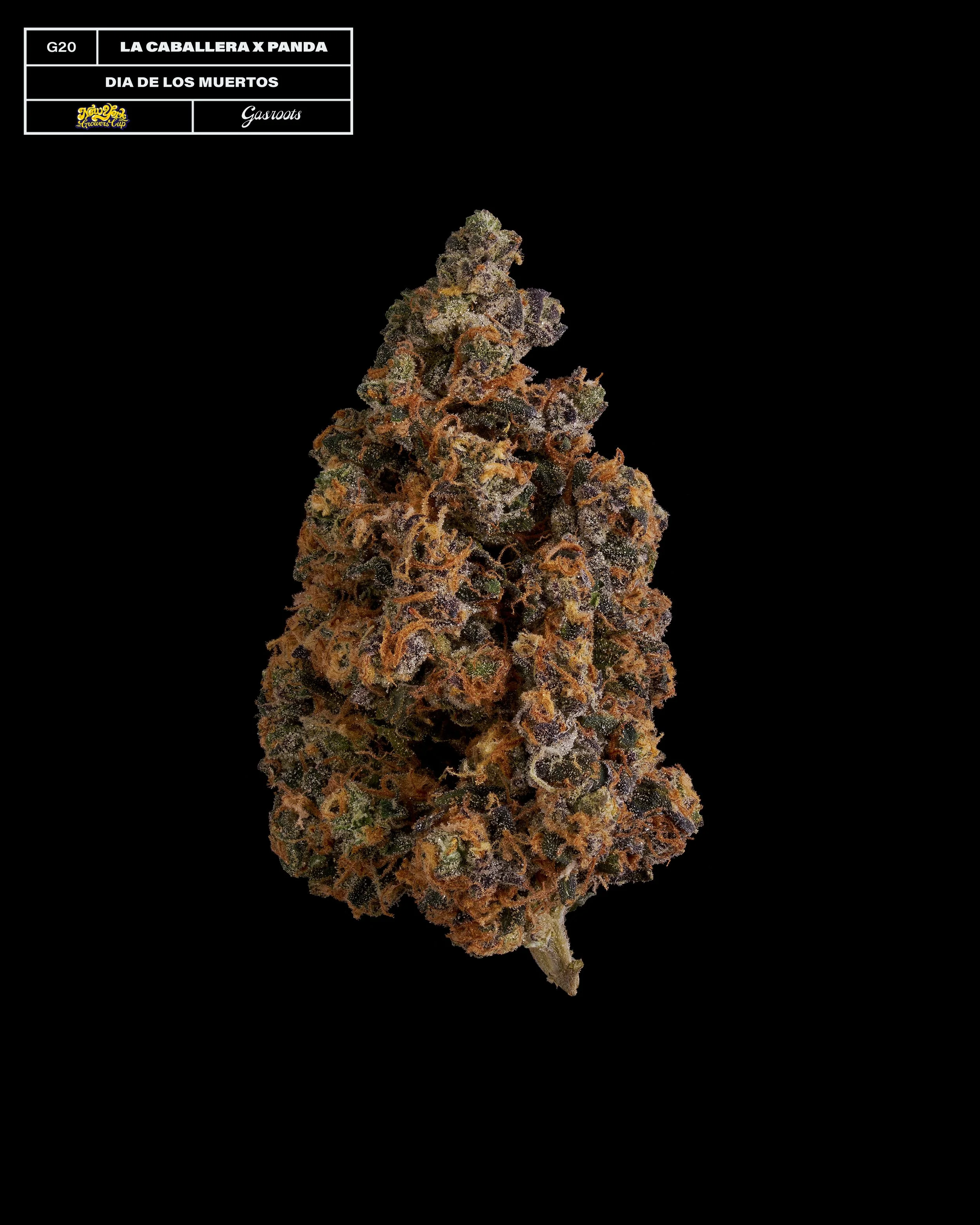 20231104_Gasroots_NYGrowersCup_G20_LaCaballeraXPandaSmoke_DiaDeLosMuertos_Infographic.jpg