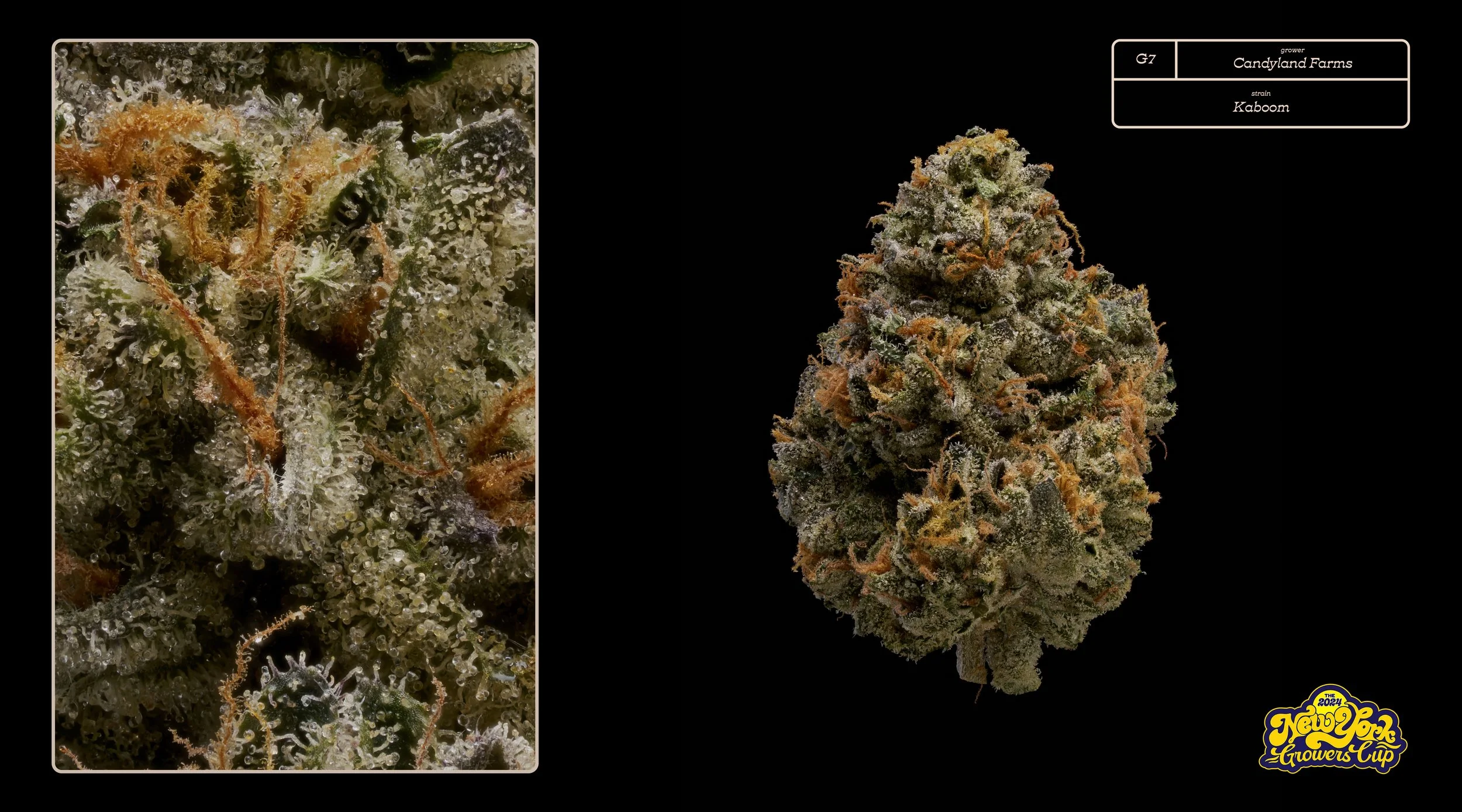 2024_NYGC_Slideshow-Entries_G7_ Candyland Farms – “Kaboom”%0A.jpg