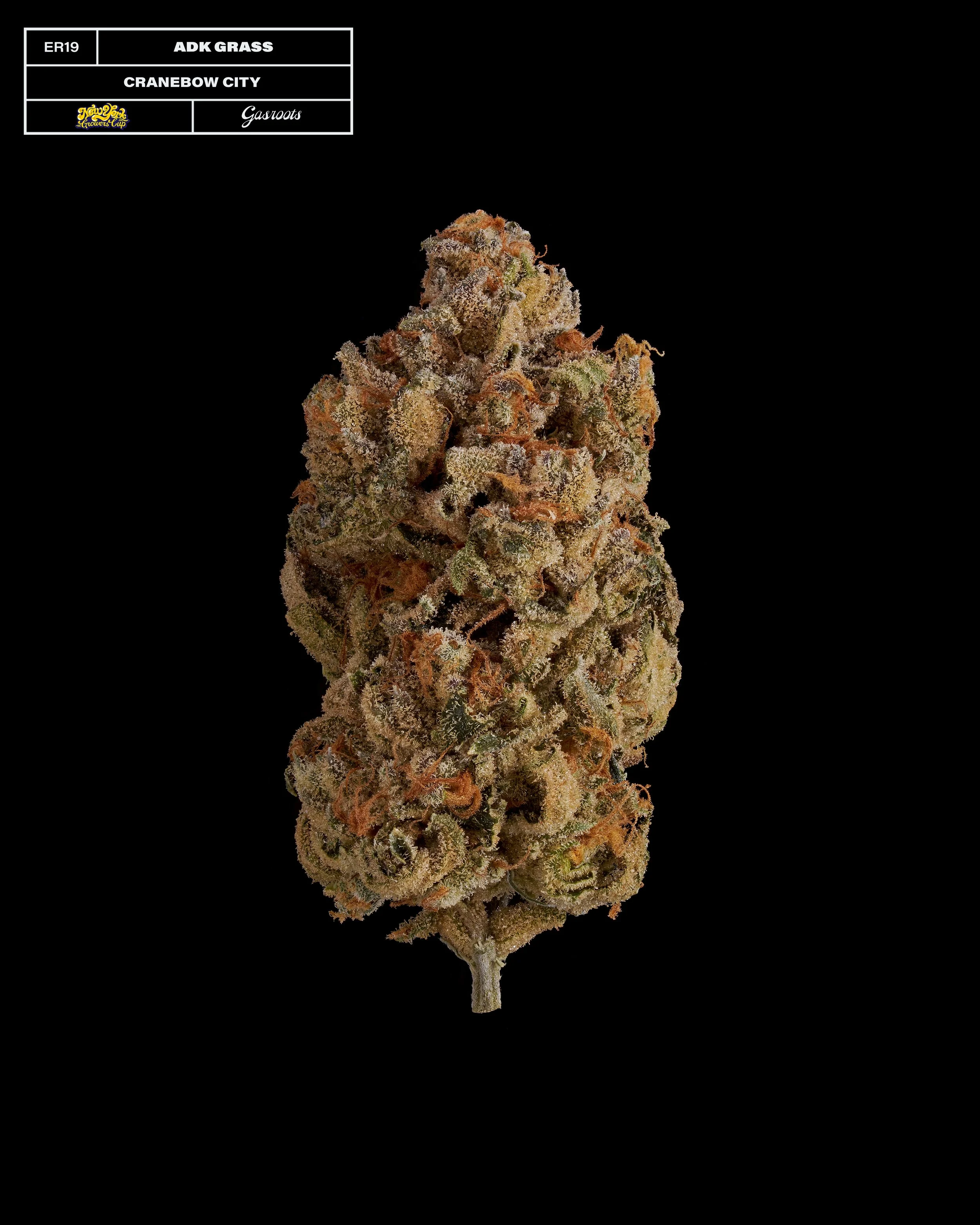20231104_Gasroots_NYGrowersCup_ER19_ADKGrass_CranebowCity_Infographic.jpg