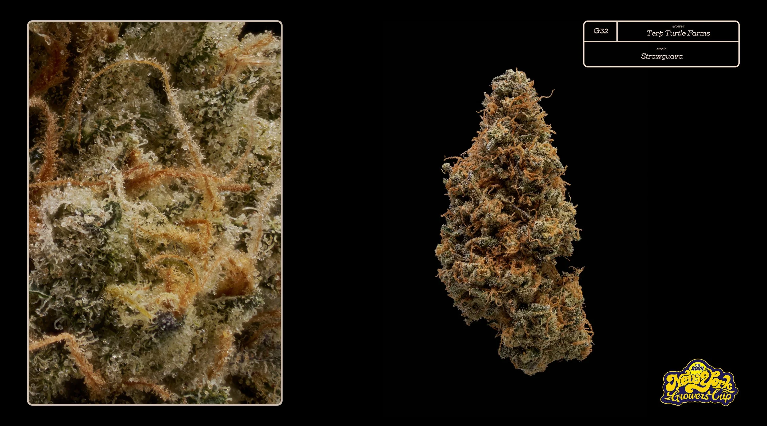 2024_NYGC_Slideshow-Entries_G32_ Terp Turtle Farms – “Strawguava”%0A.jpg