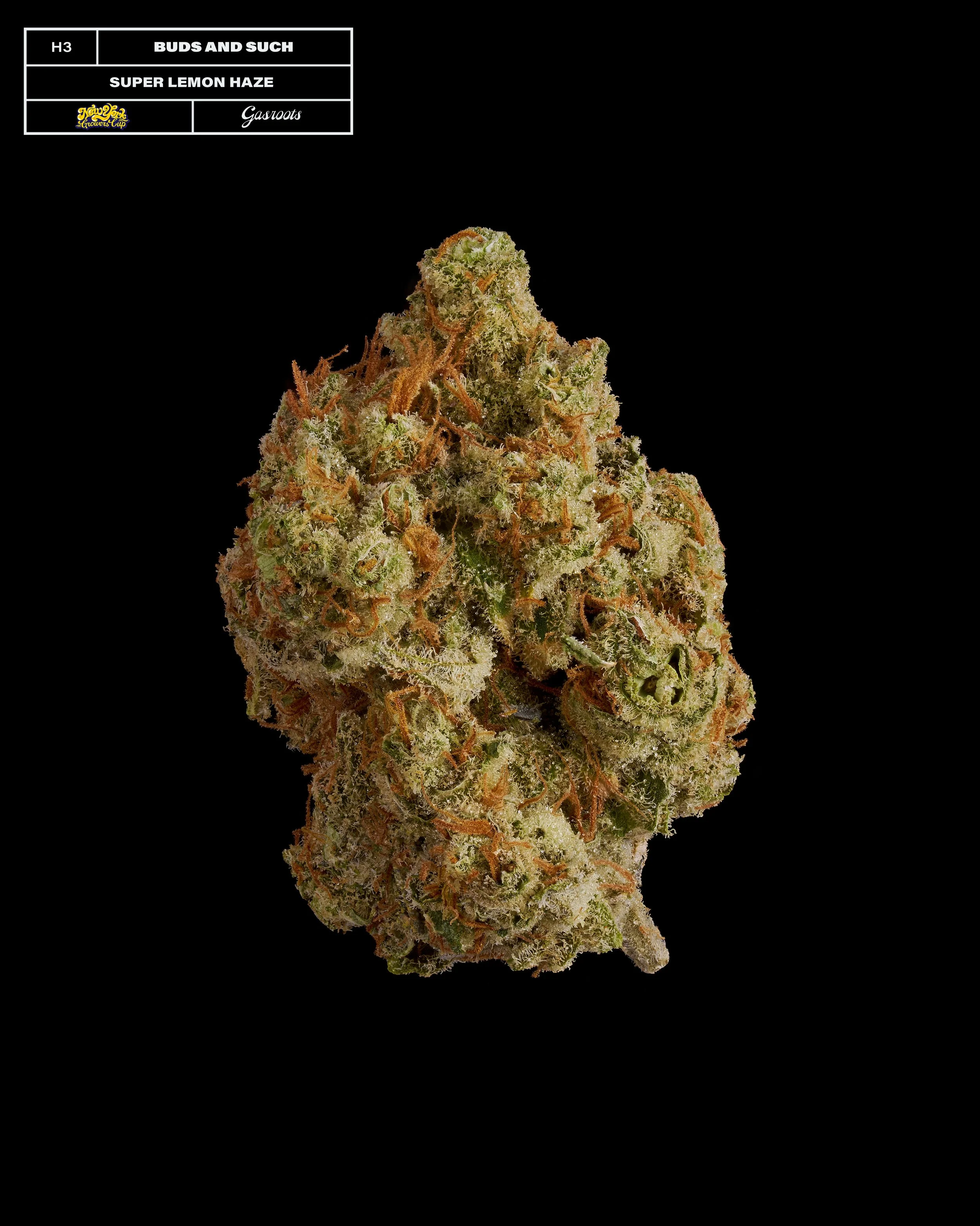 20231104_Gasroots_NYGrowersCup_H3_BudsAndSuch_SuperLemonHaze_Infographic.jpg