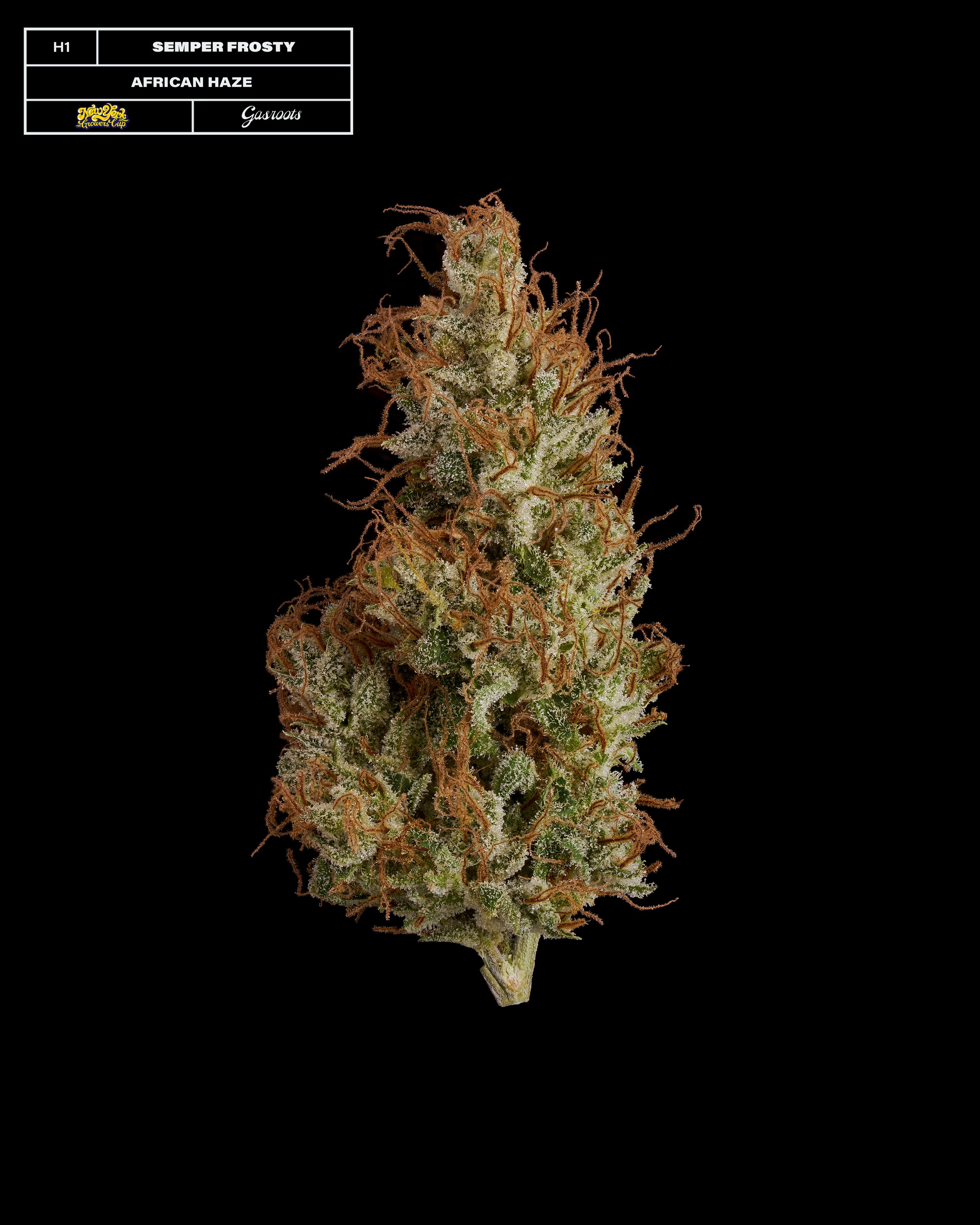 20231104_Gasroots_NYGrowersCup_H1_SemperFrosty_AfricanHaze_Infographic.jpg