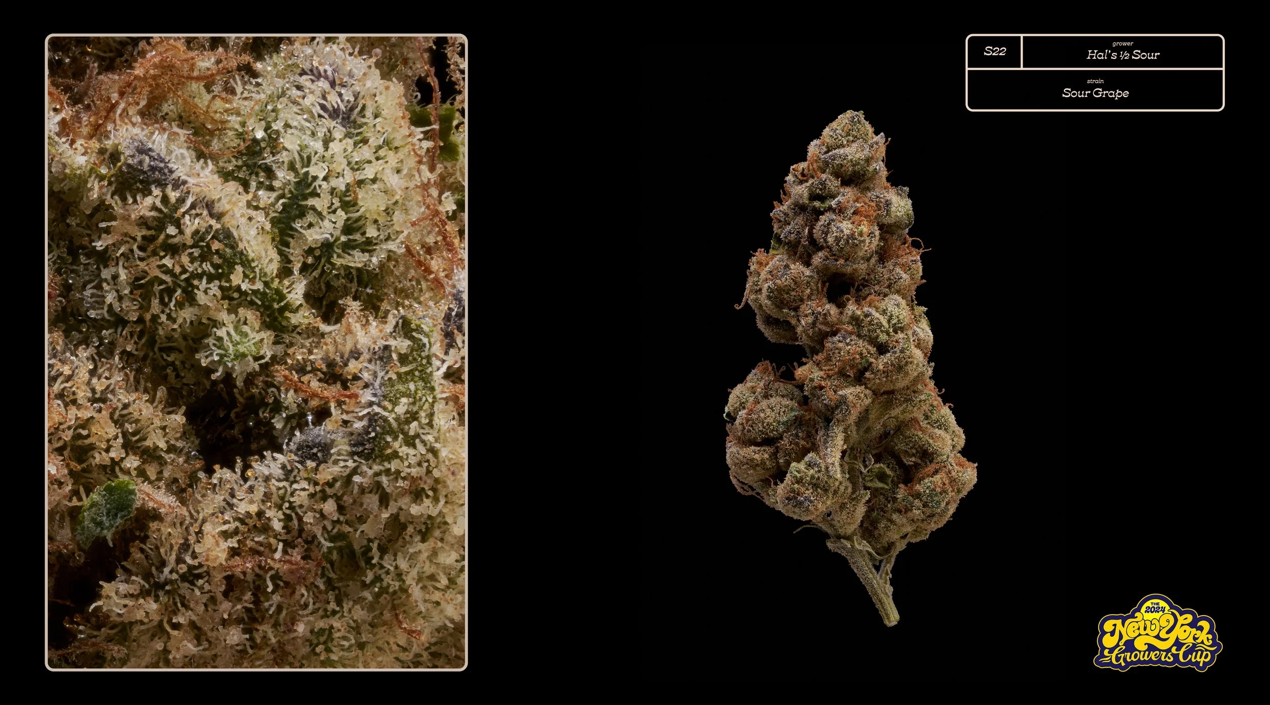 2024_NYGC_Slideshow-Entries_S22_ Hal’s Half Sour – “Sour Grape”%0A.jpg