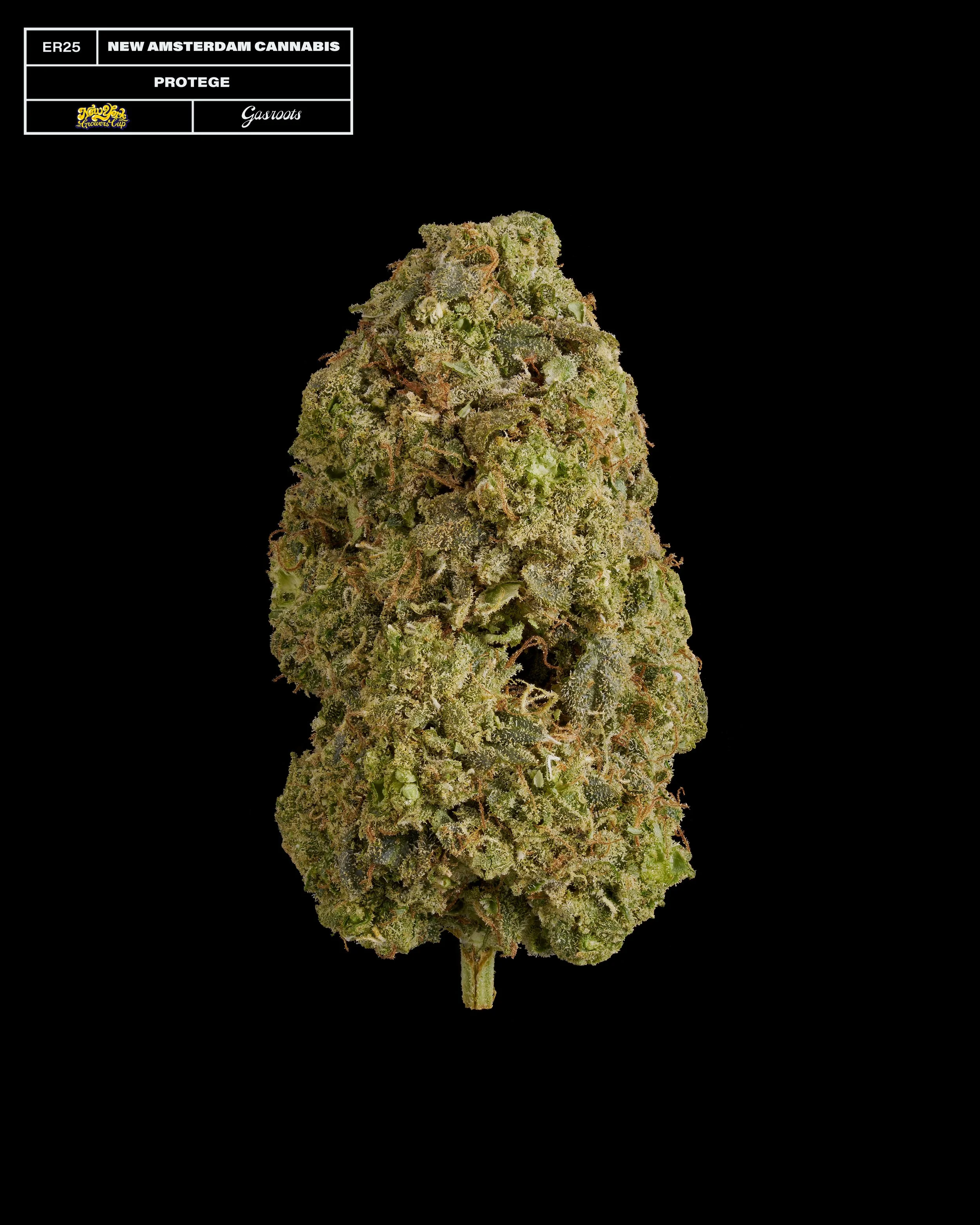 20231104_Gasroots_NYGrowersCup_ER25_NewAmsterdam_Protege_Infographic.jpg