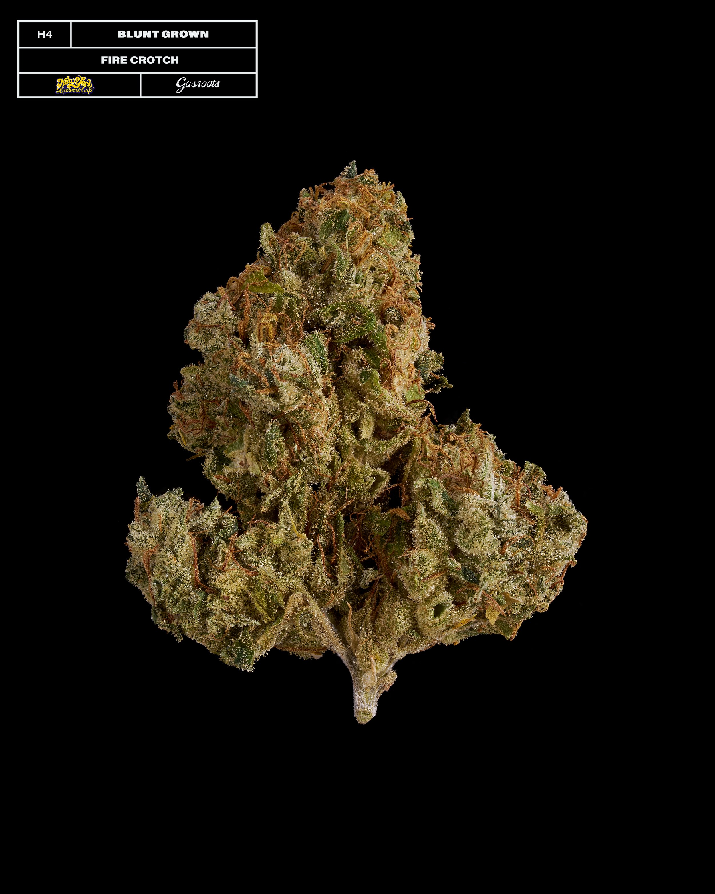 20231104_Gasroots_NYGrowersCup_H4_Bluntgrown_Firecrotch_Infographic.jpg