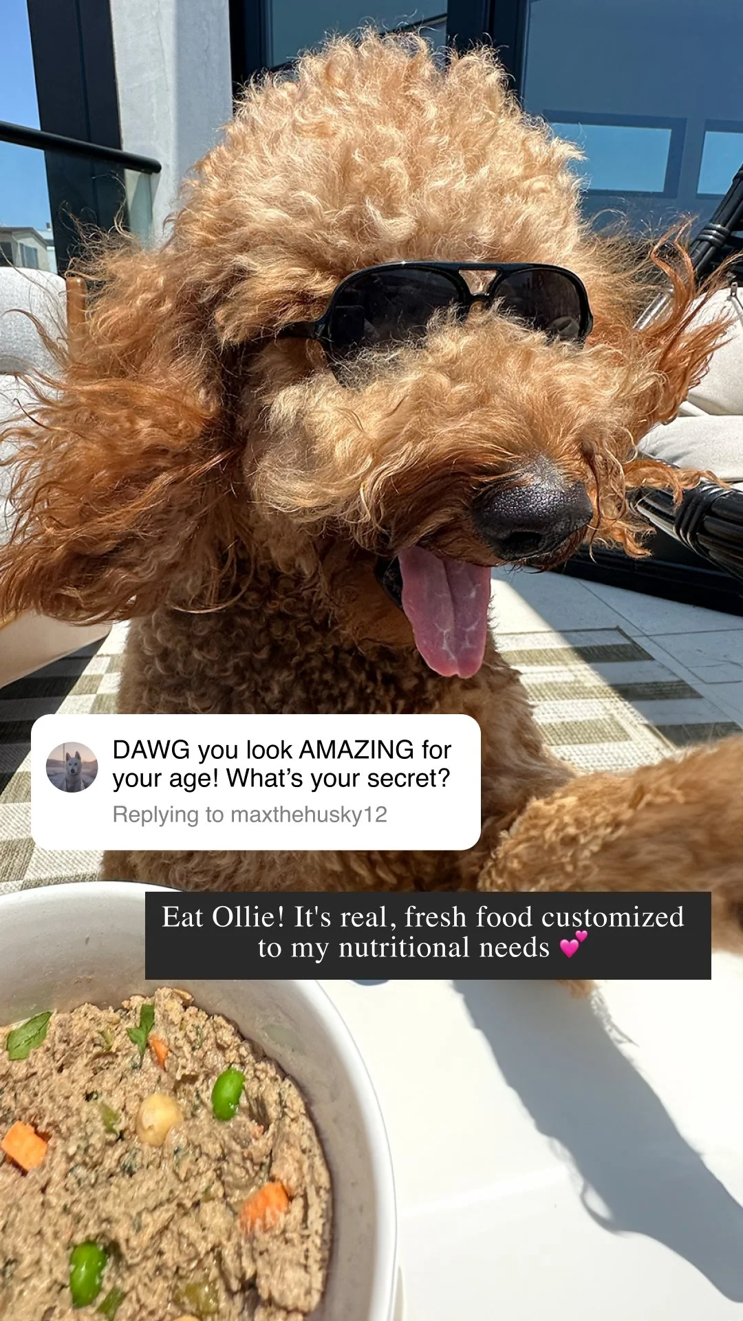 A happy curly-haired dog wearing sunglasses, sitting outdoors next to a bowl of food, with a caption. The dog has a playful expression with its tongue out.