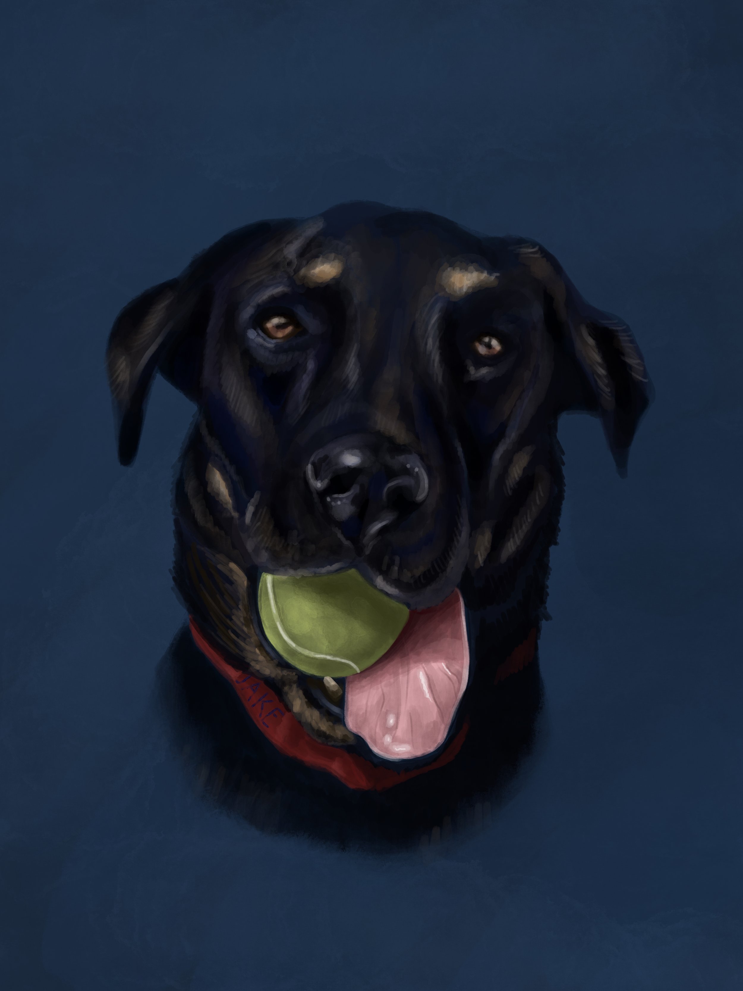 A black Labrador Retriever dog holding a green tennis ball in its mouth, sitting on a dark blue background.