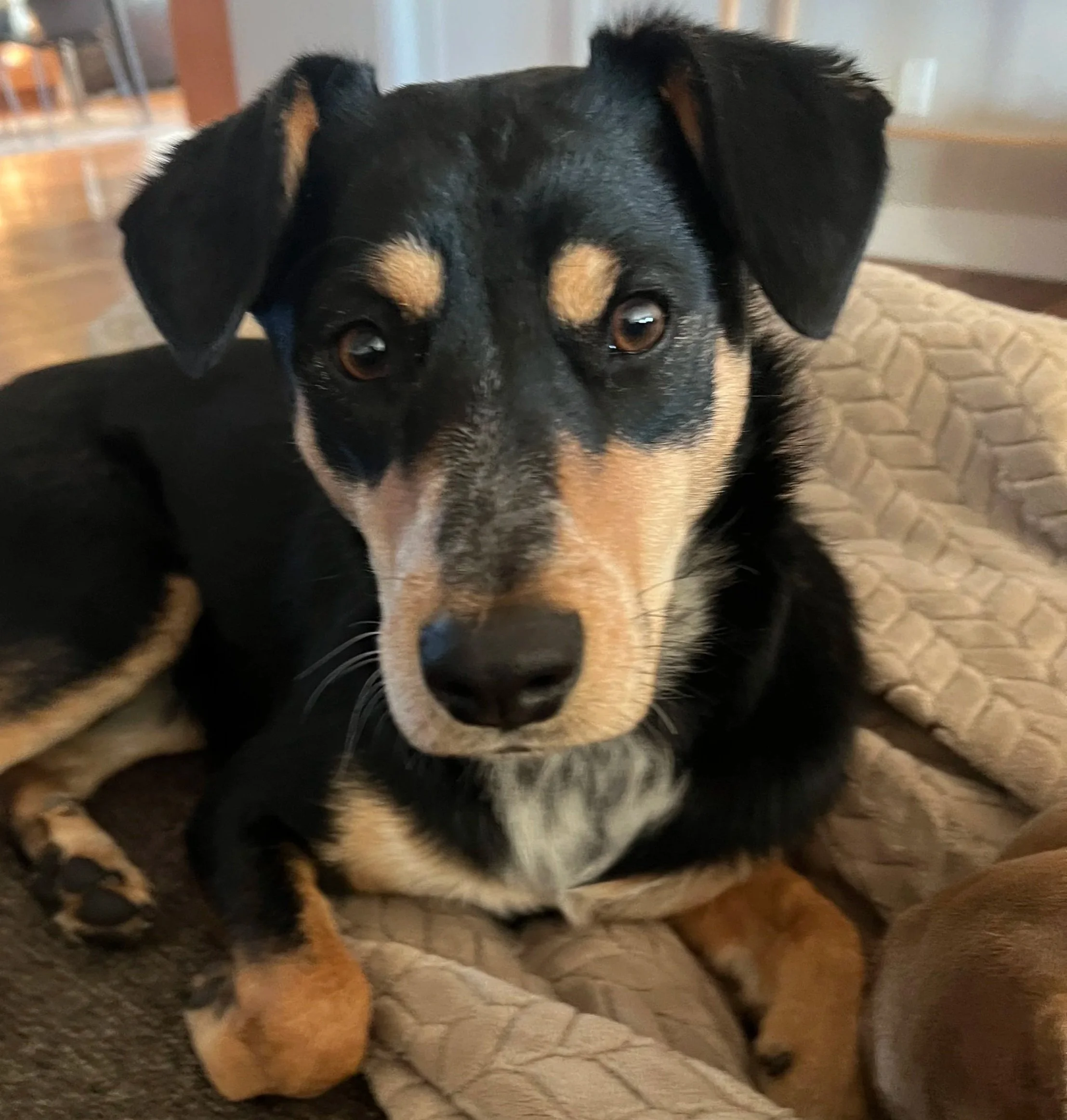 A black and tan dog lying on a beige quilted dog bed, looking directly at the camera.