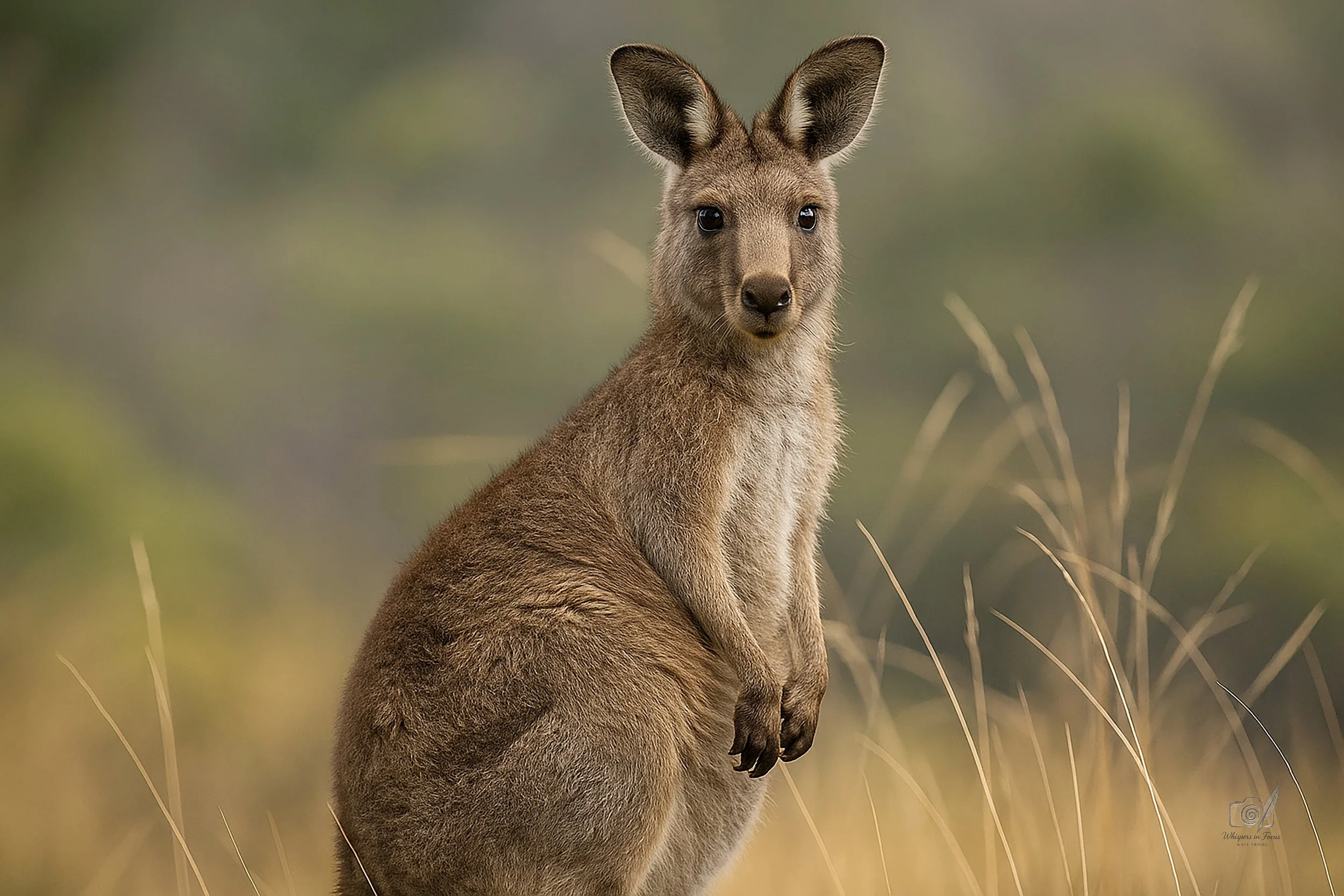 Keeper of the Golden Grass Notecard