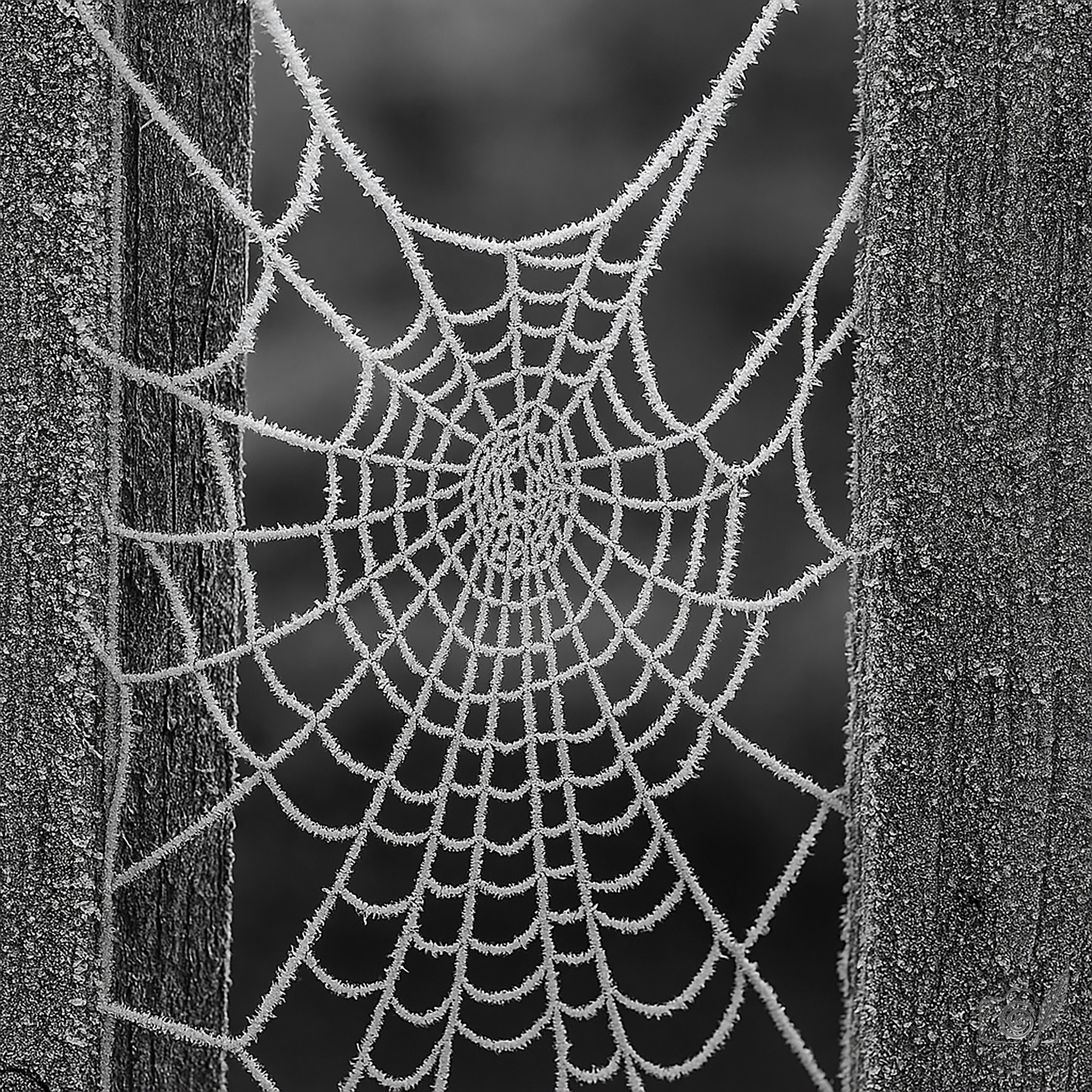 Whispers of the Weave - Notecard