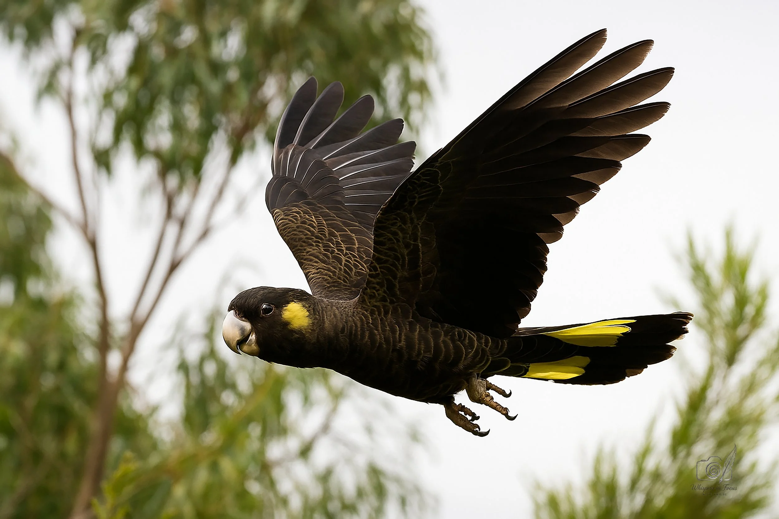 Flight of the Forest Flame Notecard