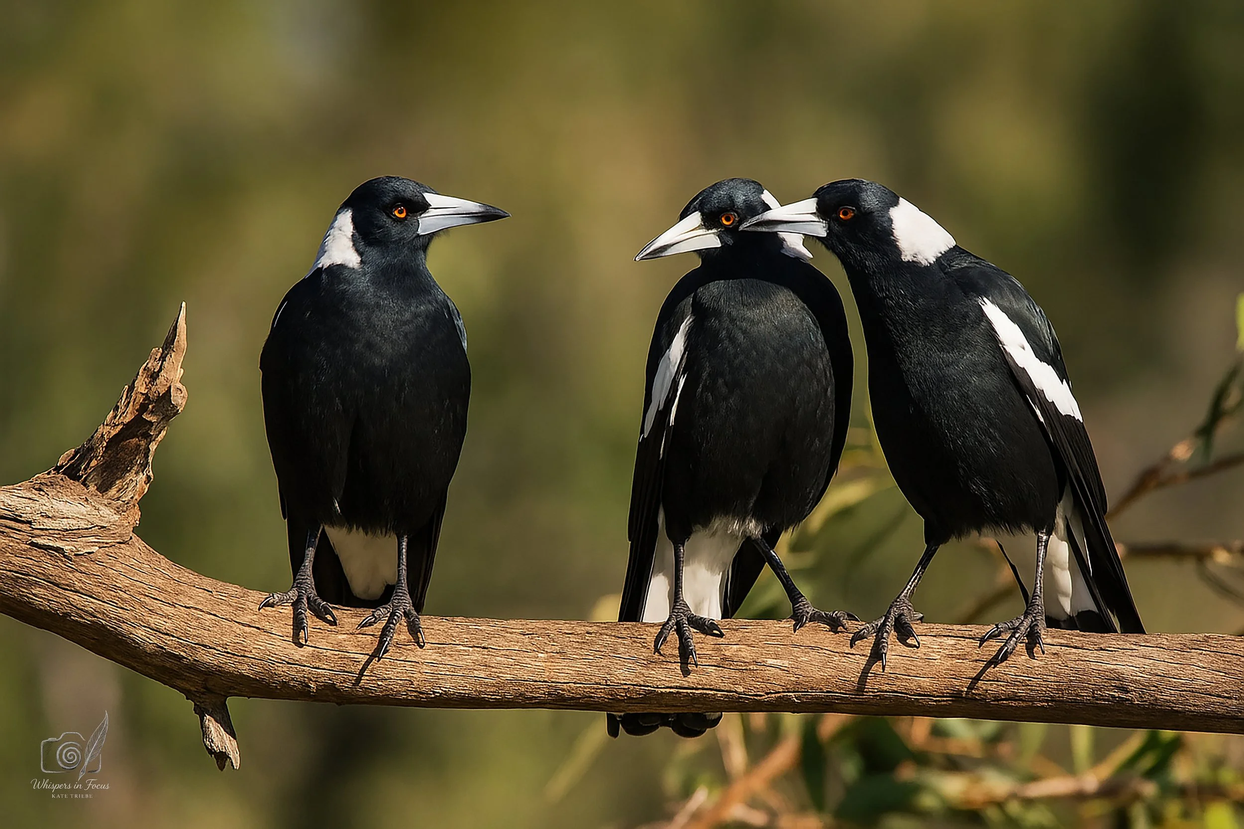 Branch Conference Notebook