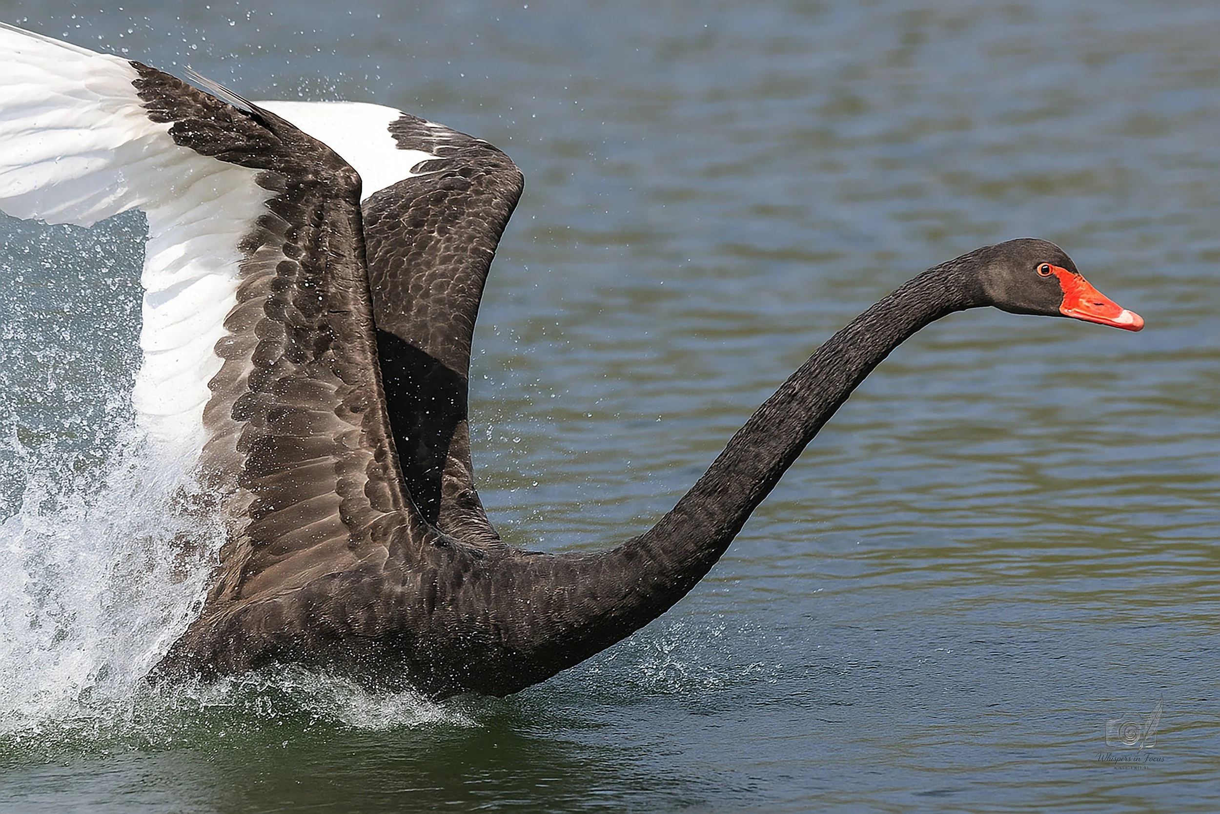 Sovereign of the Surface Notecard