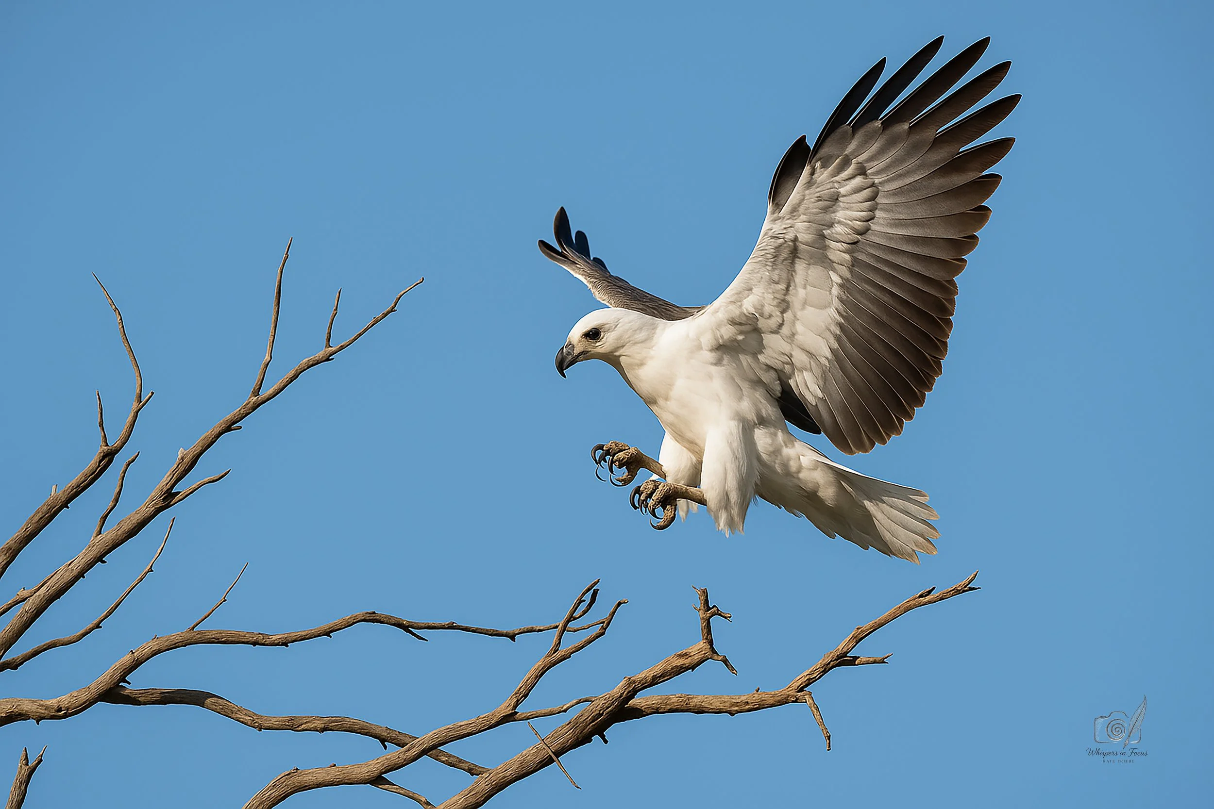 Descent of the Sky King Notecard