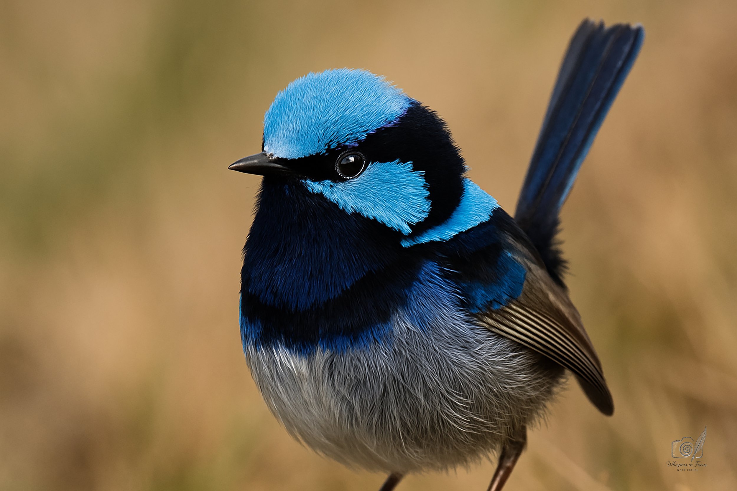Wren in Blue Velvet - Notecard