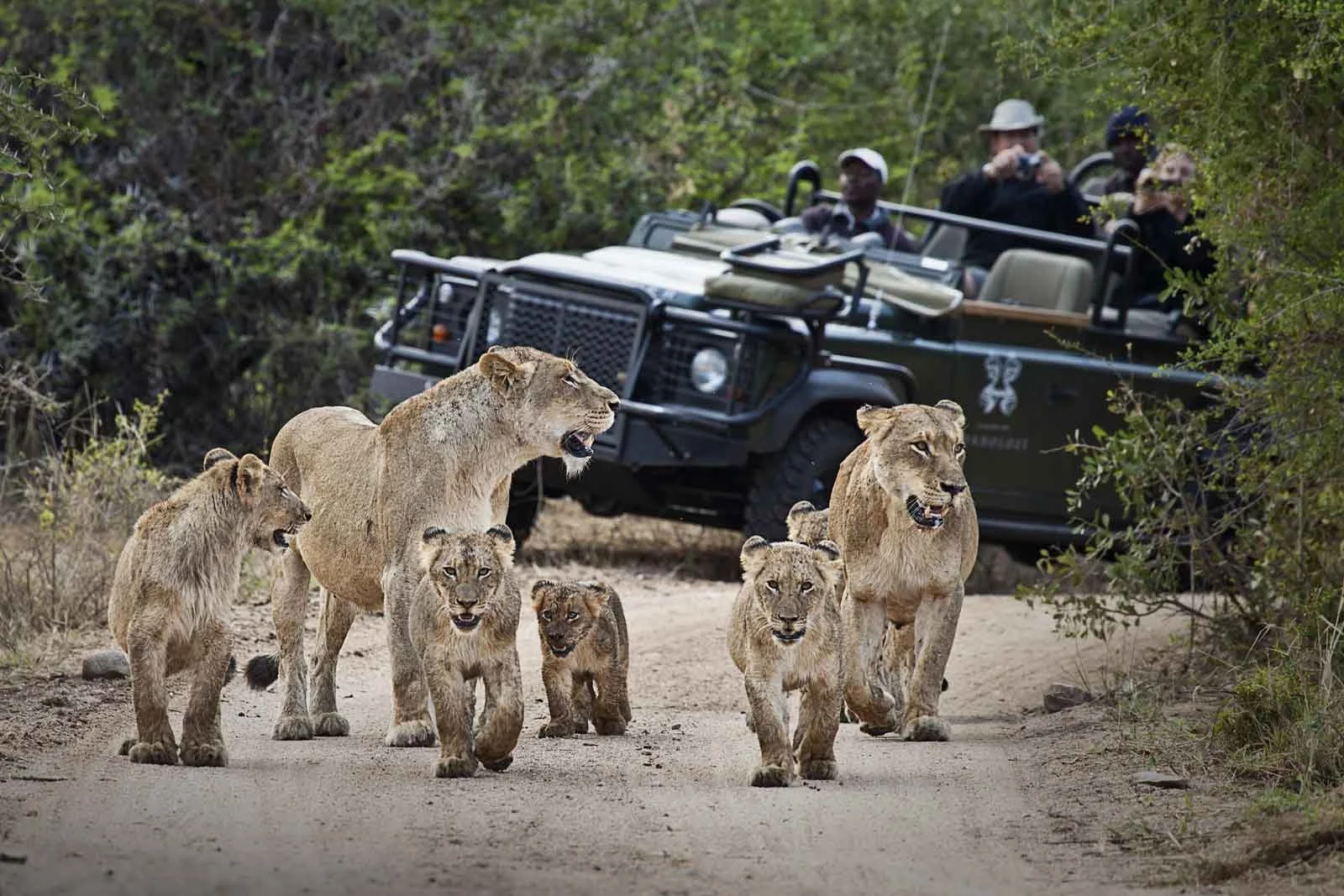 Kruger-National-Park-Safari.jpg