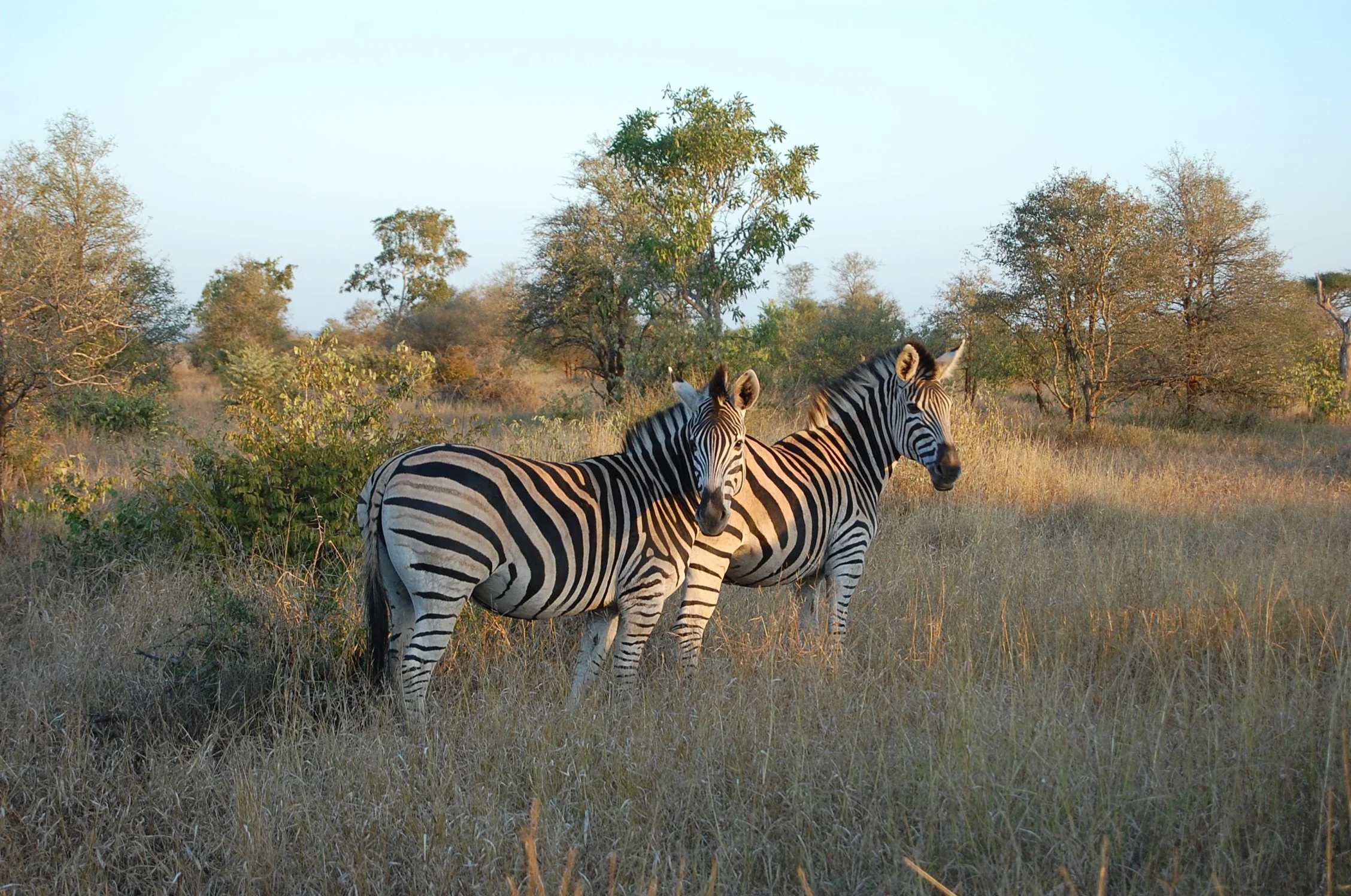 Kruger_Zebra.jfif
