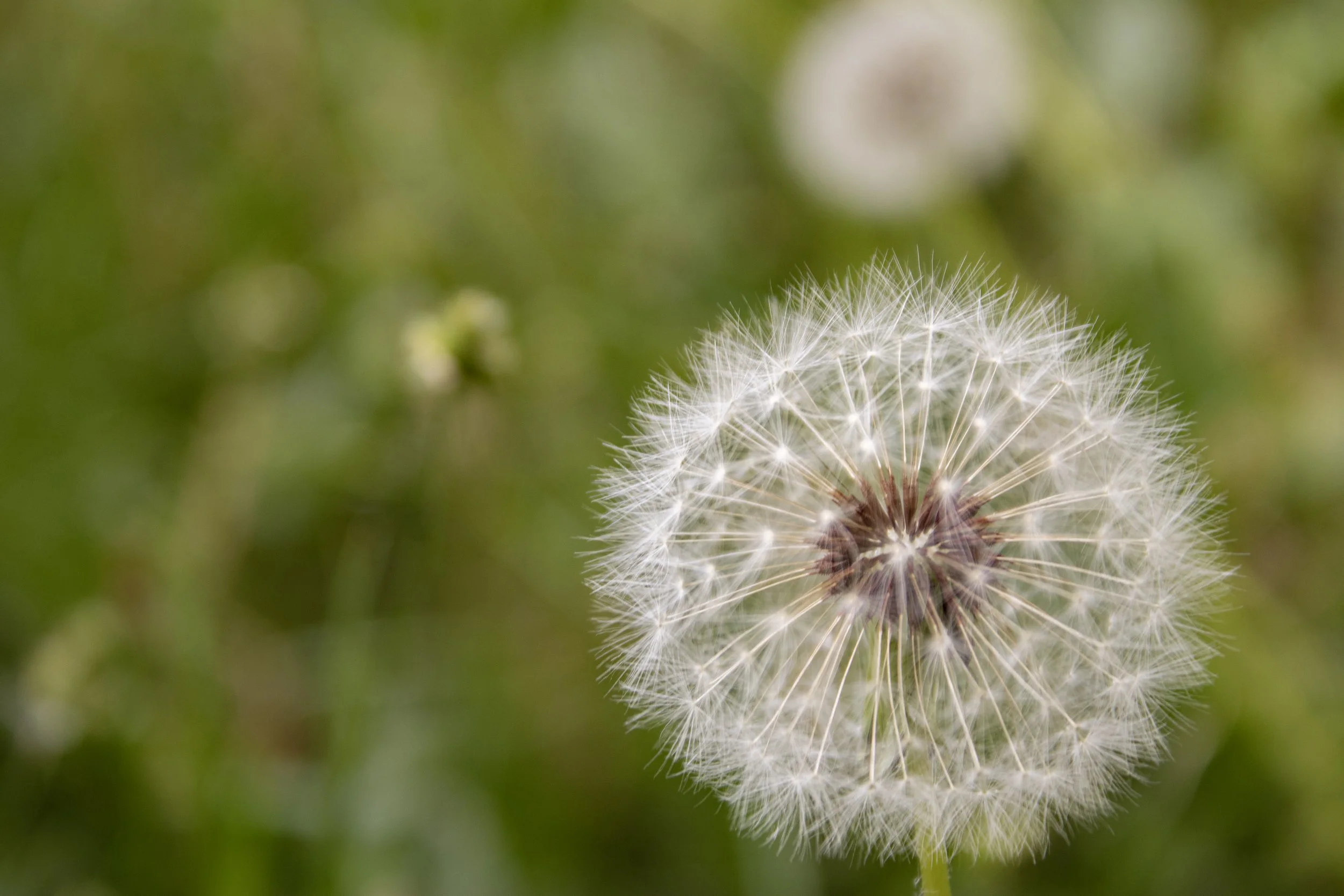 Dandelion Dream