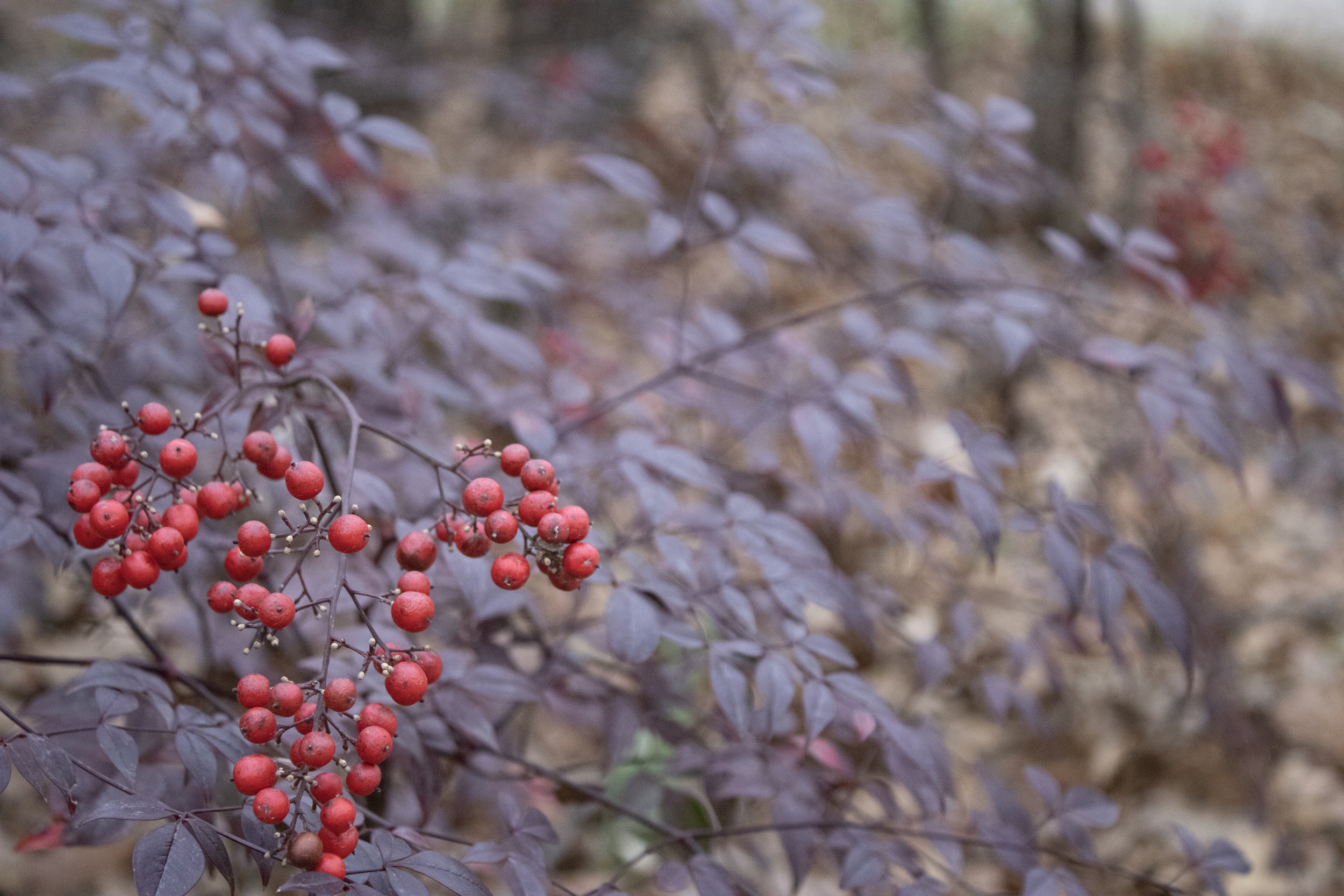 Winter Prosperity