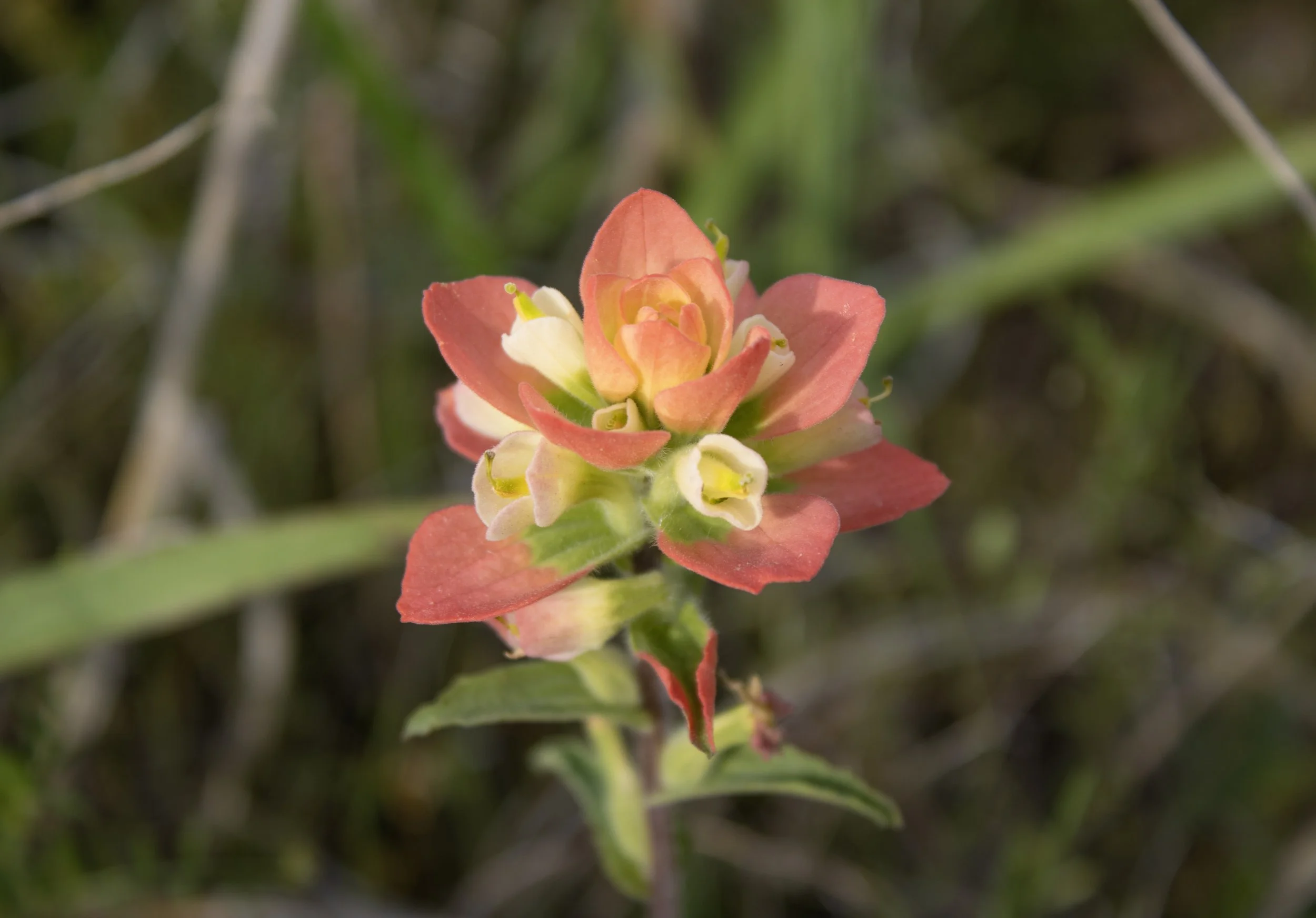 Fire Flower