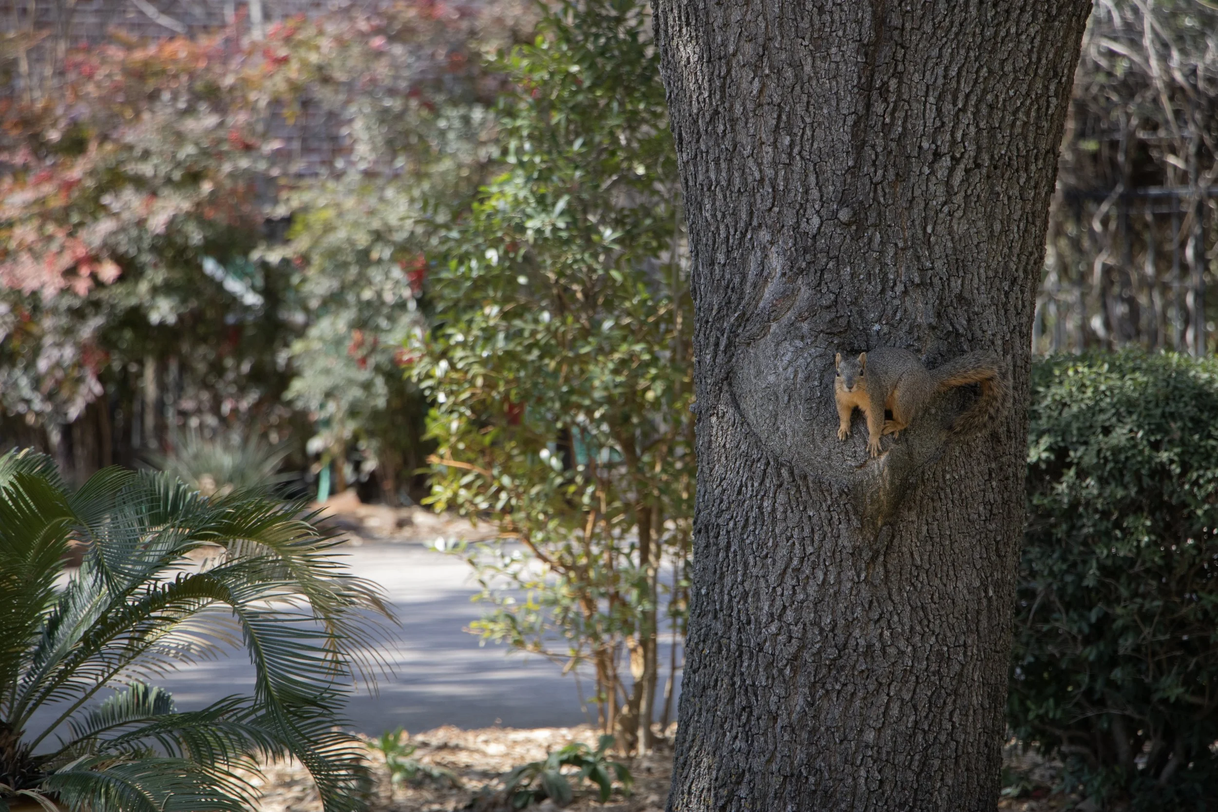 Natural Camouflage