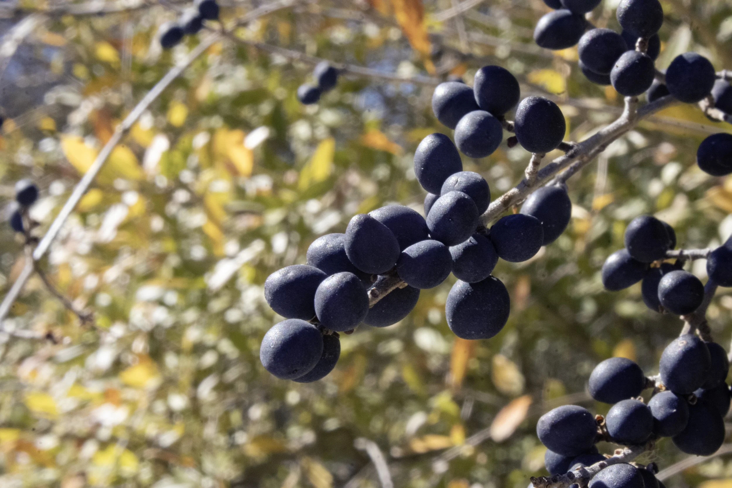 Berry Blue February