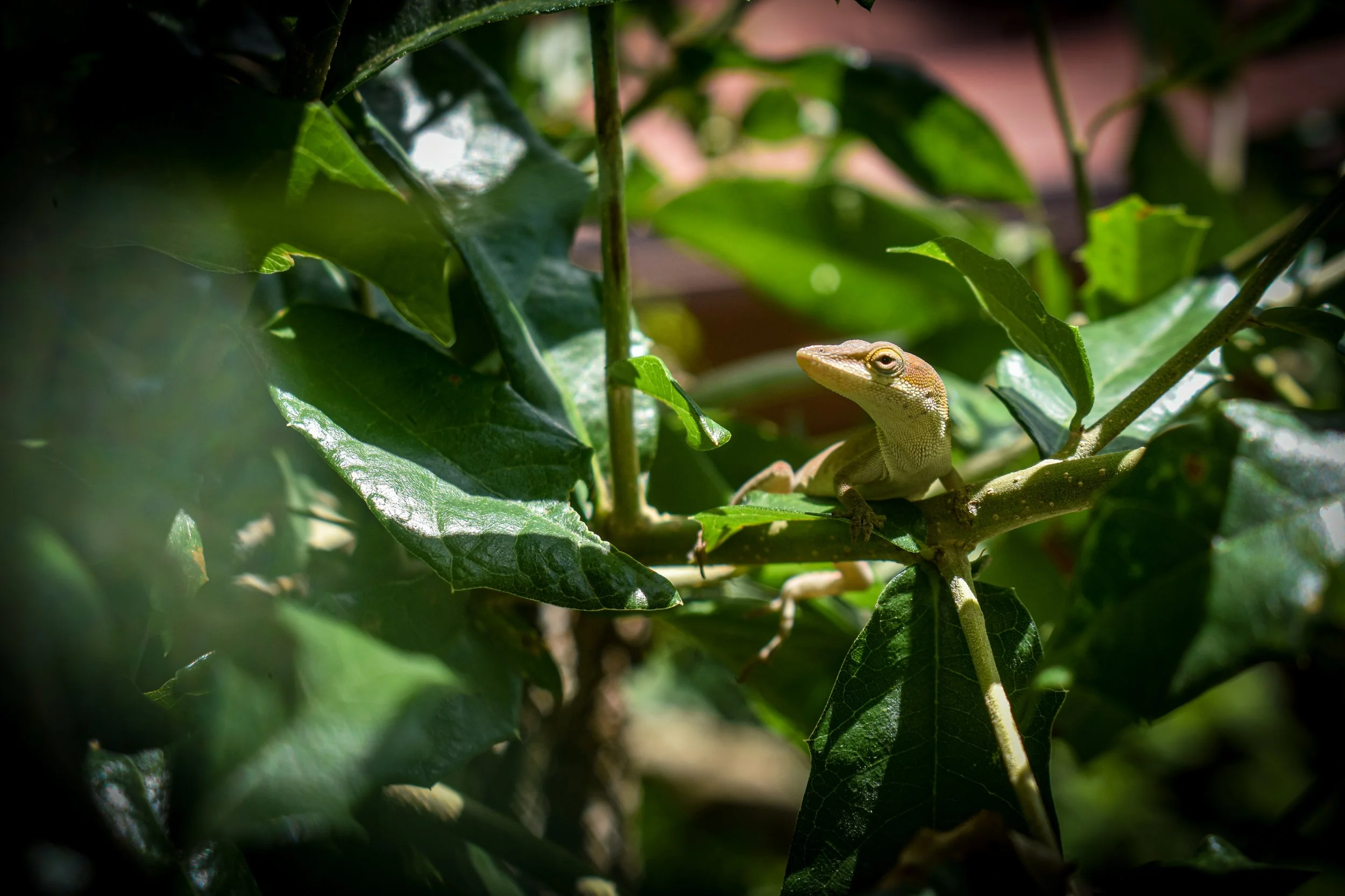 DSC_0363.jpg