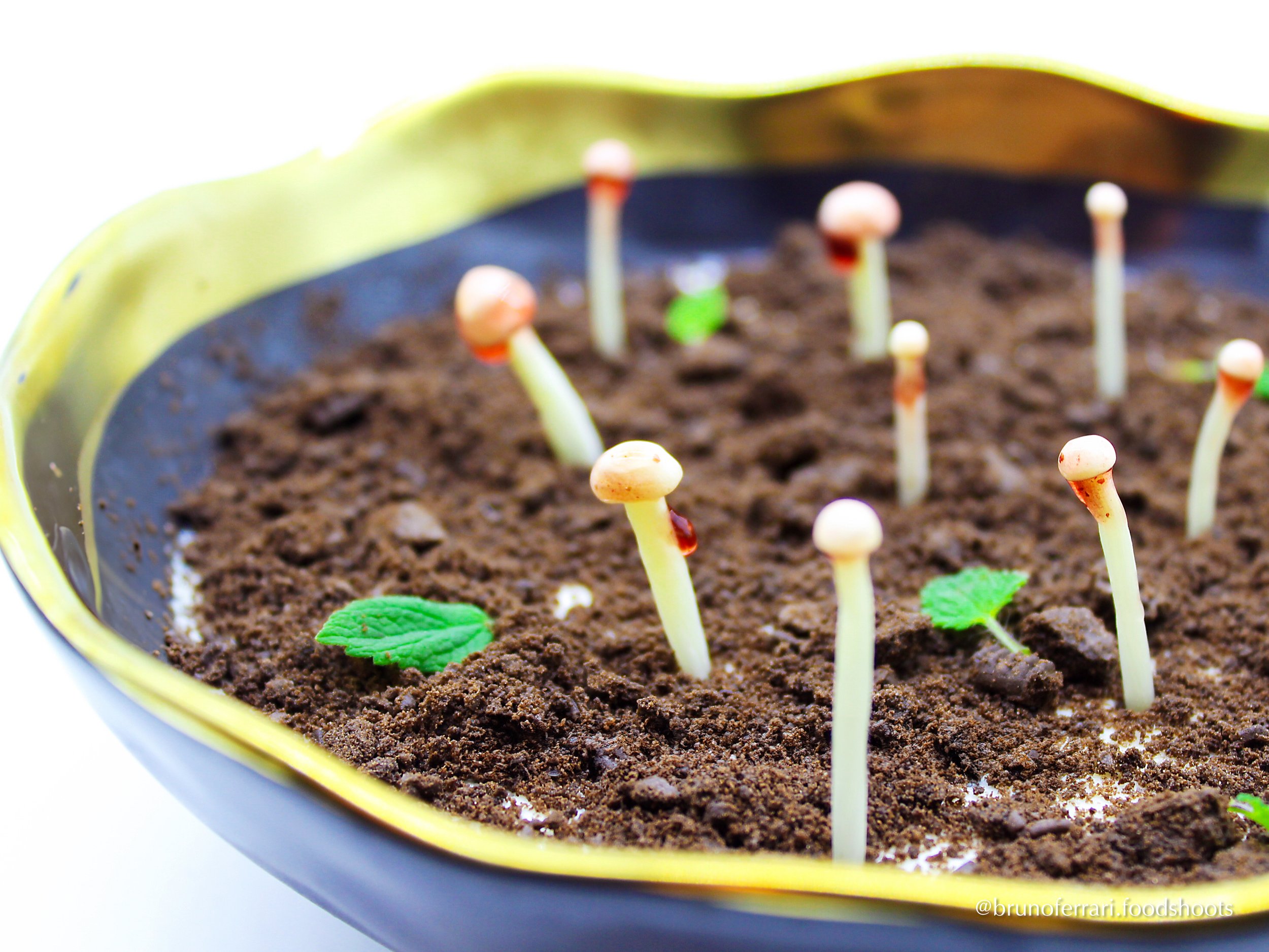 Small mushroom sprouts growing in dark soil inside a yellow container with a white background.