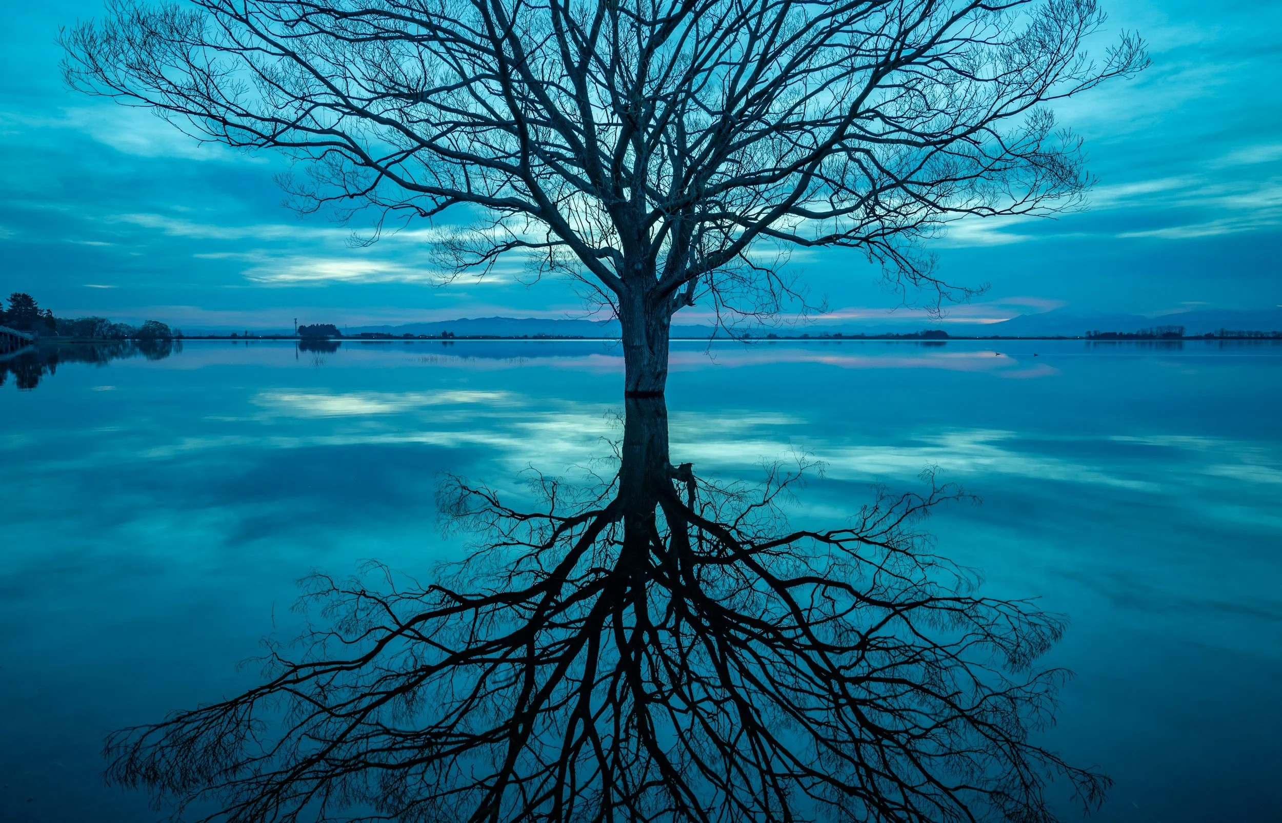 A leafless tree standing in a body of water, with reflections of the tree and sky in the water, during twilight.