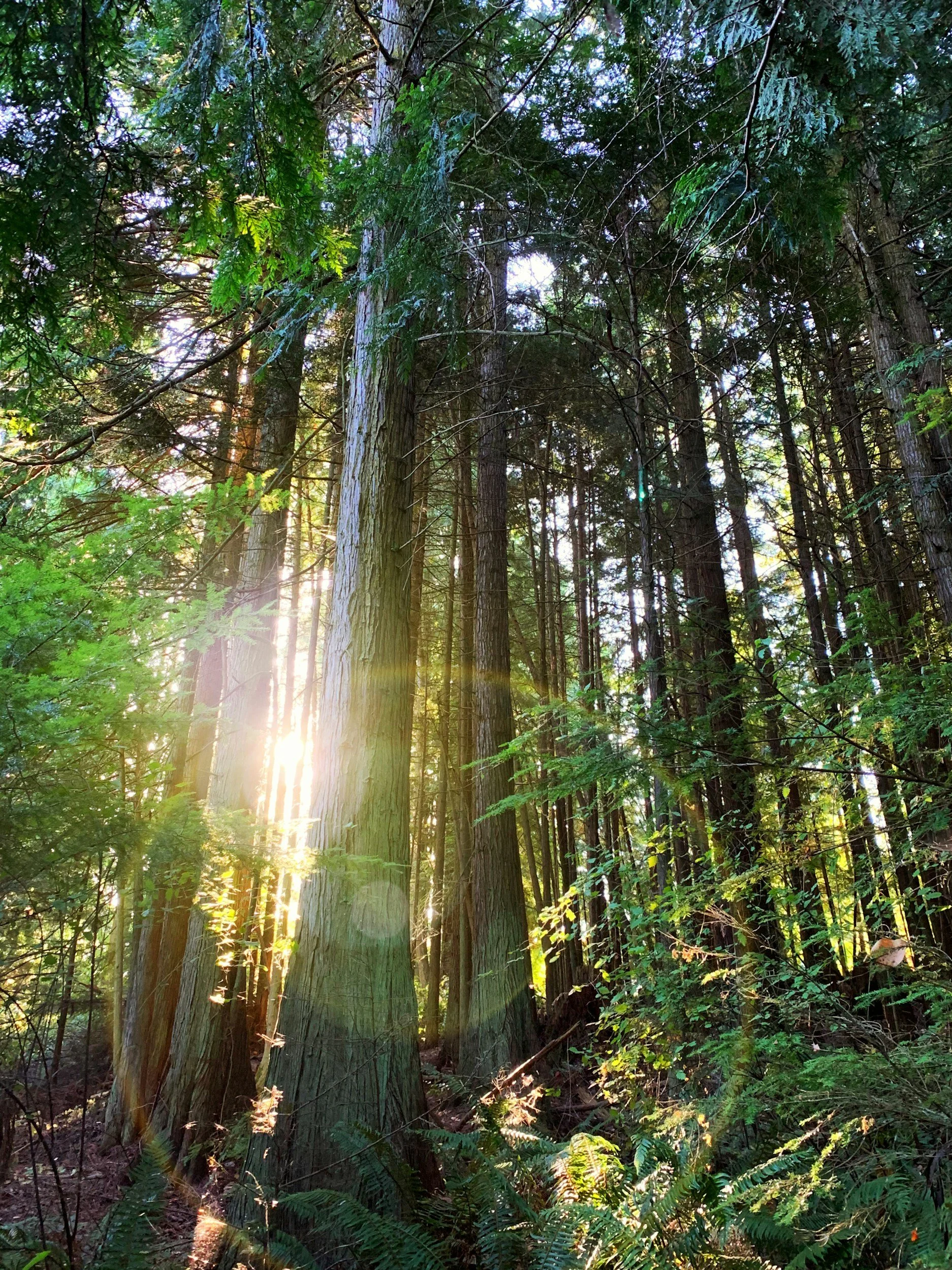 Sunlight filtering through tall trees and green foliage in a dense forest.