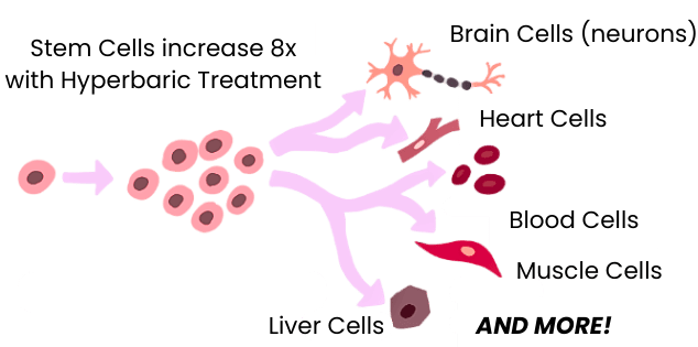 Diagram showing the increase of stem cells eight times with hyperbaric treatment, illustrating different types of cells including brain cells (neurons), heart cells, blood cells, and other cells.