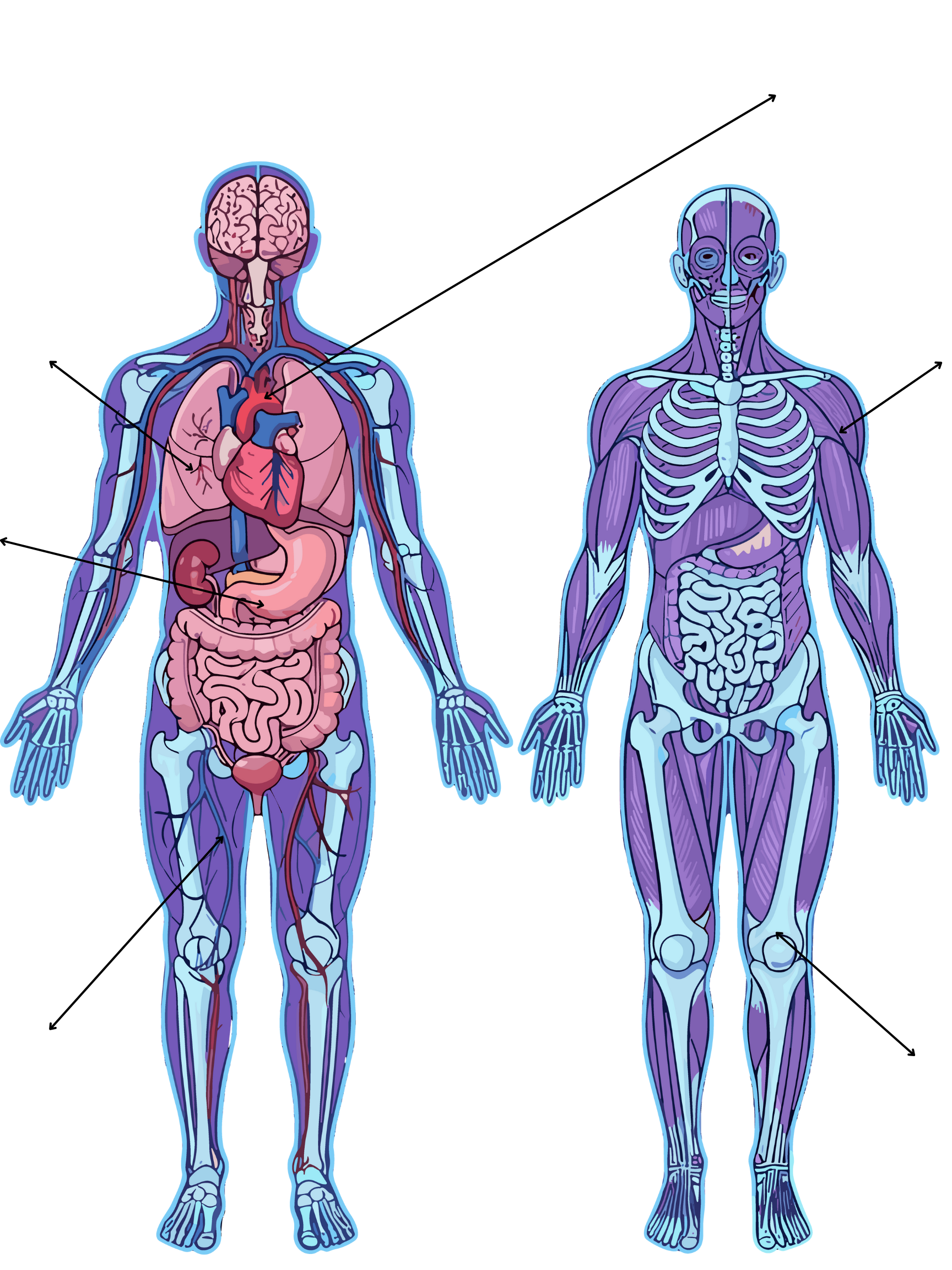 Diagram of human anatomy showing vital organs and muscular system, including the brain, heart, lungs, stomach, intestines, and muscles.