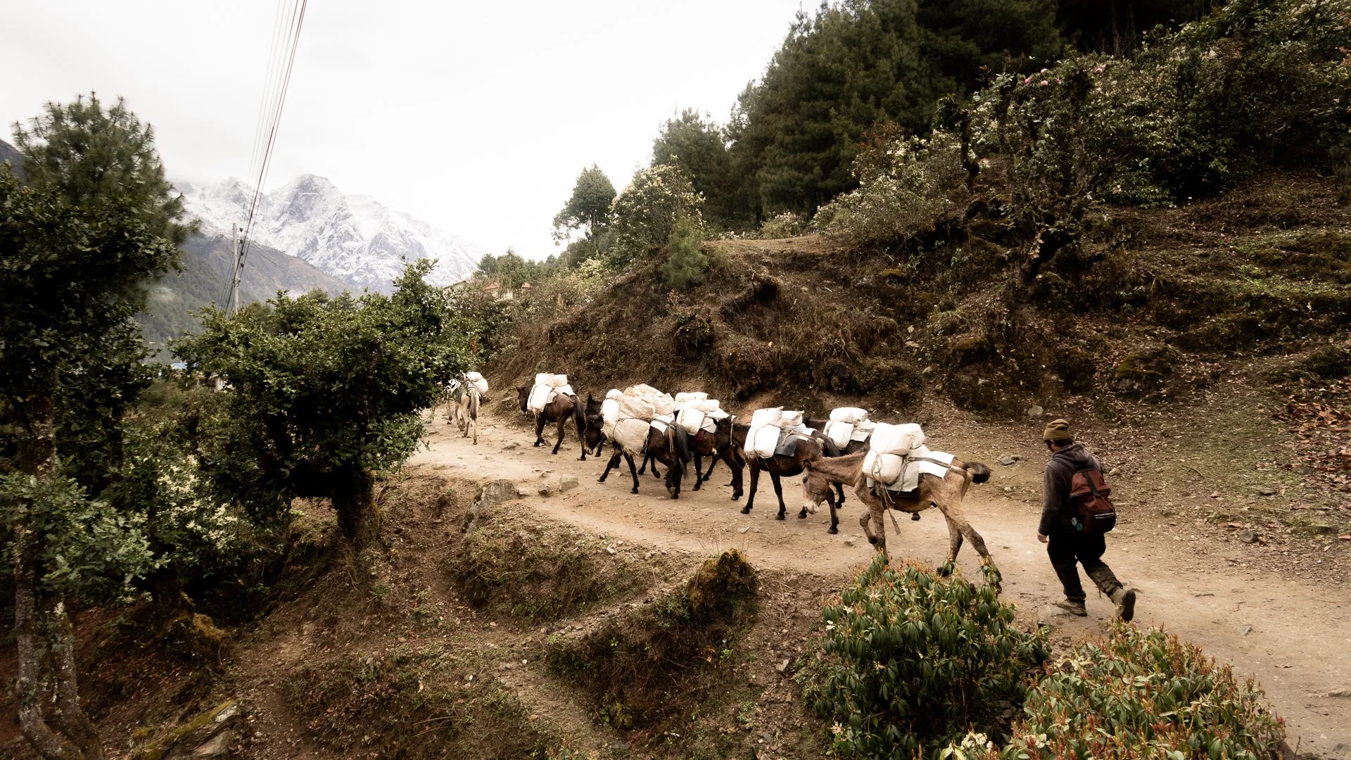 A man walking along a dirt mountain trail with a pack of llamas carrying supplies, surrounded by trees and snow-capped mountains in the background.