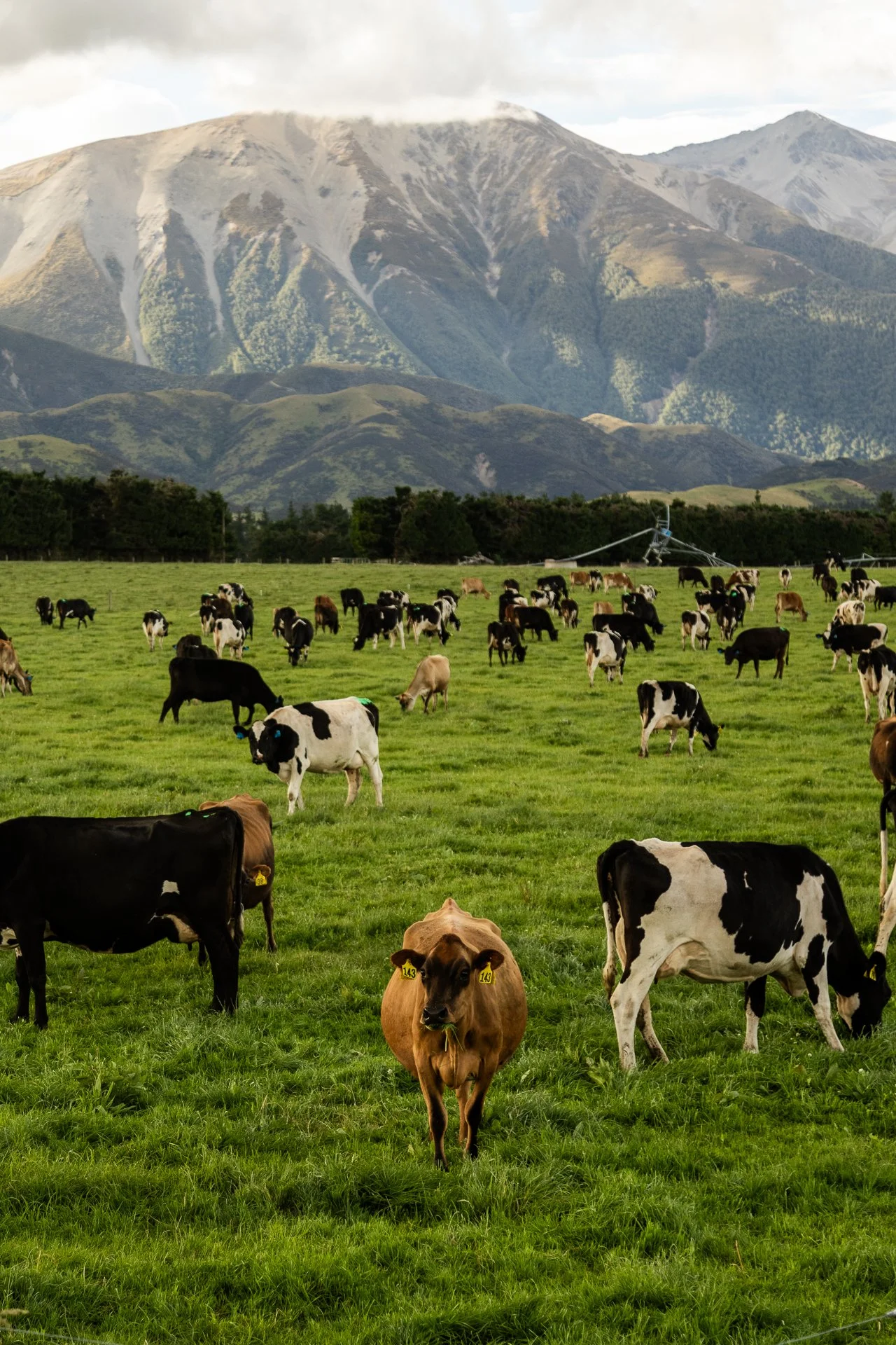 A herd of cows grazing on a lush green field with mountains in the background.
