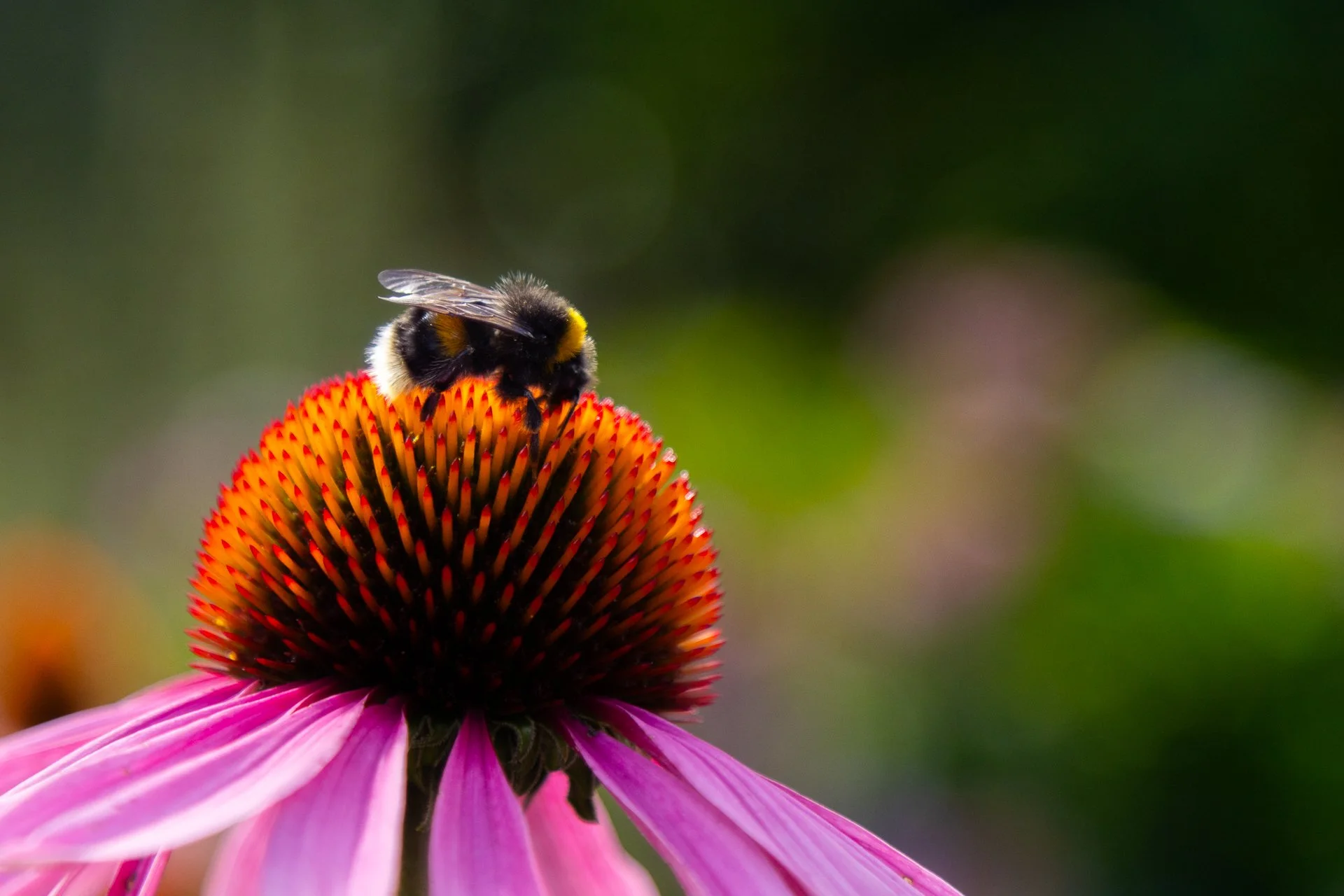 A bee on a pink coneflower with a dark orange and brown center, blurred green background.