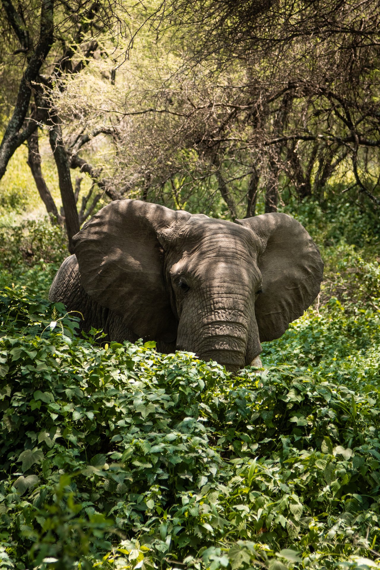 A large elephant standing amidst green foliage and bushes in a forested area, with trees and branches overhead.