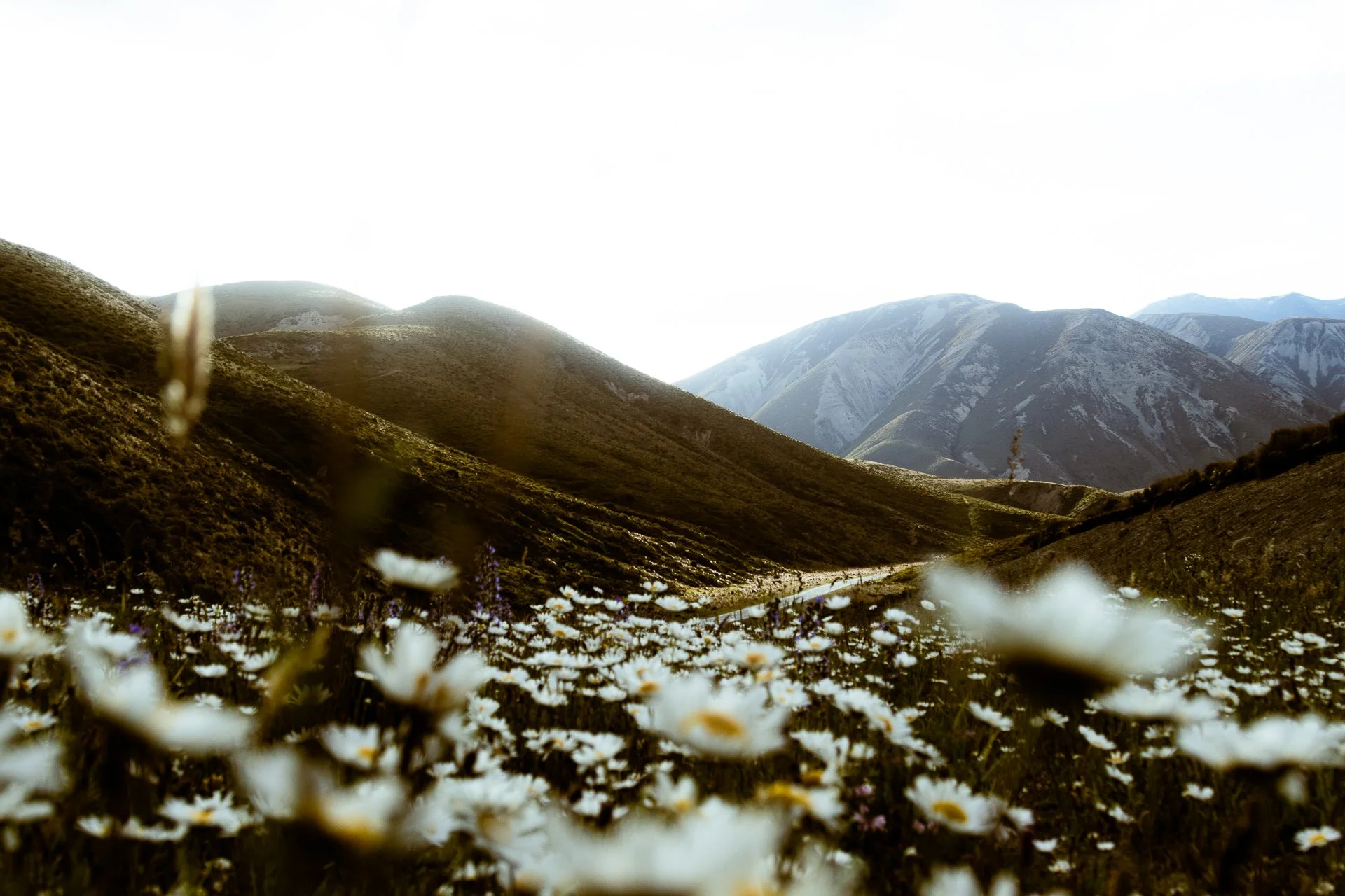 Mountain landscape with grassy hills and snow-capped peaks in the background, foreground features wildflowers and a winding trail.