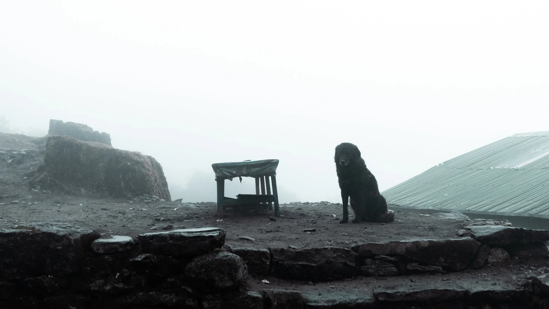 A black dog sitting on a dirt ground next to a small table, with rocks and a metal roof in a foggy, outdoor setting