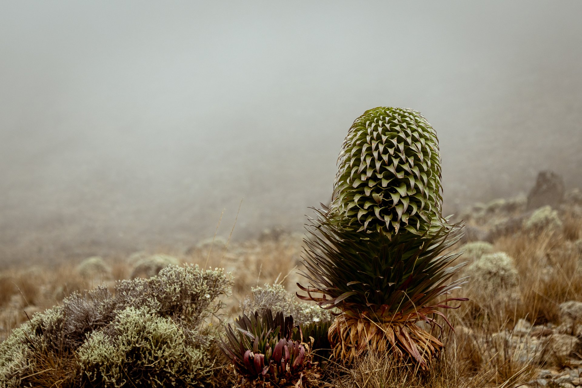 A tall, cone-shaped succulent plant with thick, spiky, green leaves arranged in a spiral pattern, in a dry, rocky landscape.